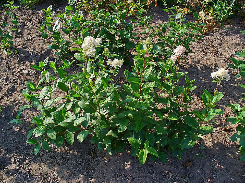 New Jersey Tea (Ceanothus americanus) showing low-growing shrub with small oval leaves and dense clusters of white flowers