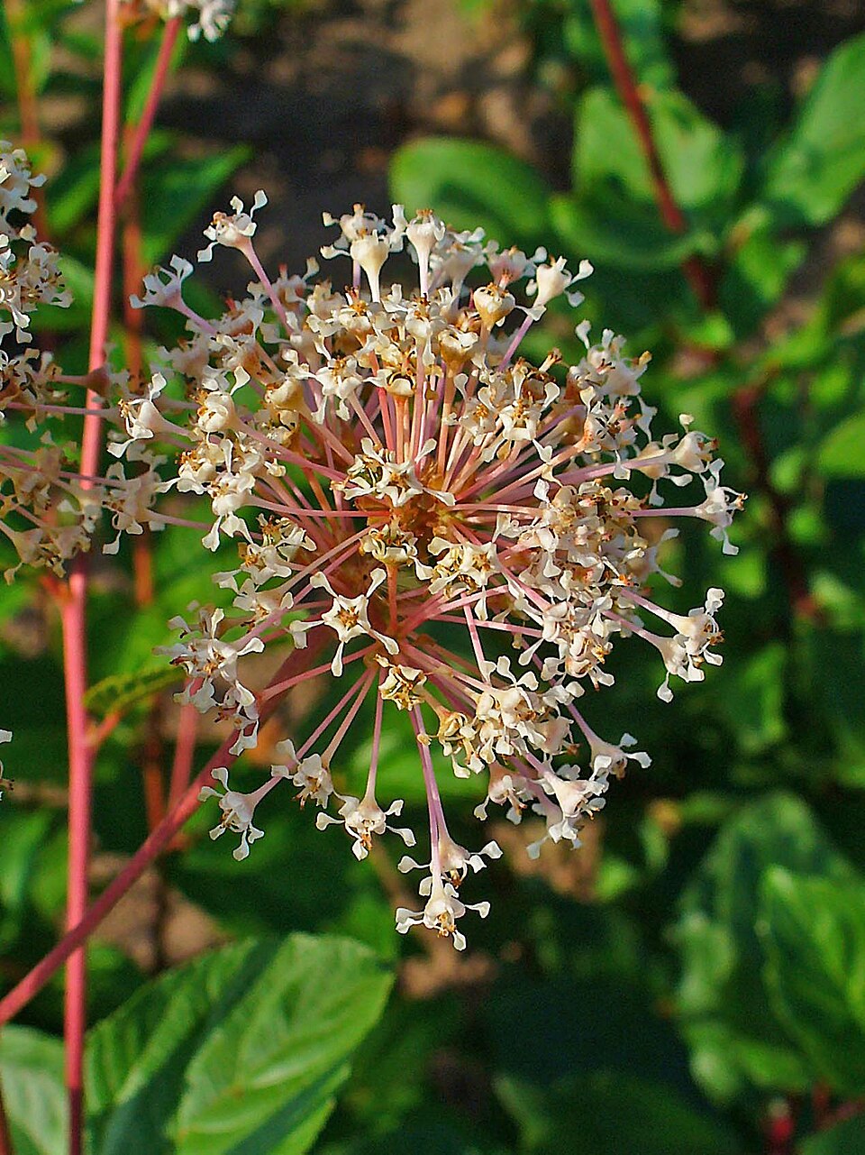 New Jersey Tea (Ceanothus americanus) close-up showing detailed view of white flower clusters with tiny individual flowers
