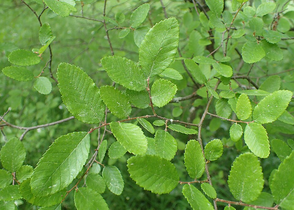 Cedar Elm (Ulmus crassifolia) showing graceful arching branches and small rough-textured leaves
