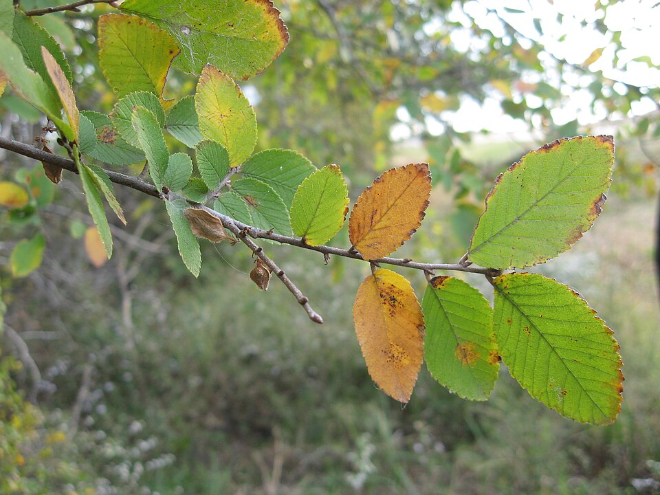 Cedar Elm (Ulmus crassifolia) leaves showing characteristic small size, rough texture, and doubly serrate margins