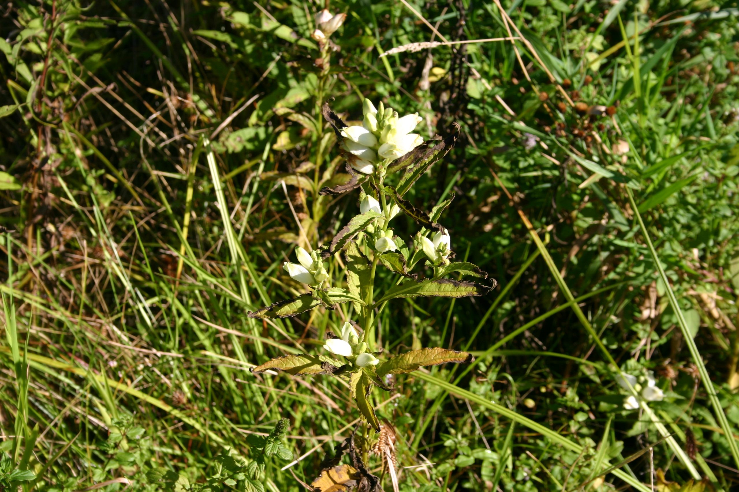 Turtlehead (Chelone glabra)