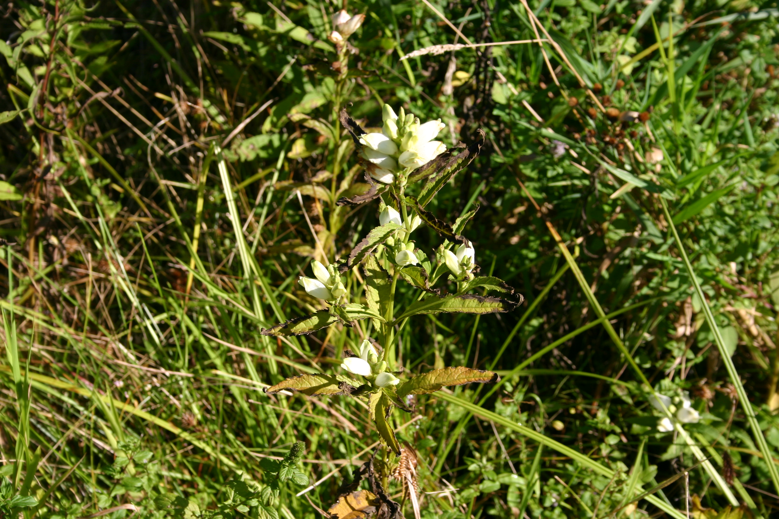 Turtlehead (Chelone glabra) showing white hooded flowers resembling a turtle's head