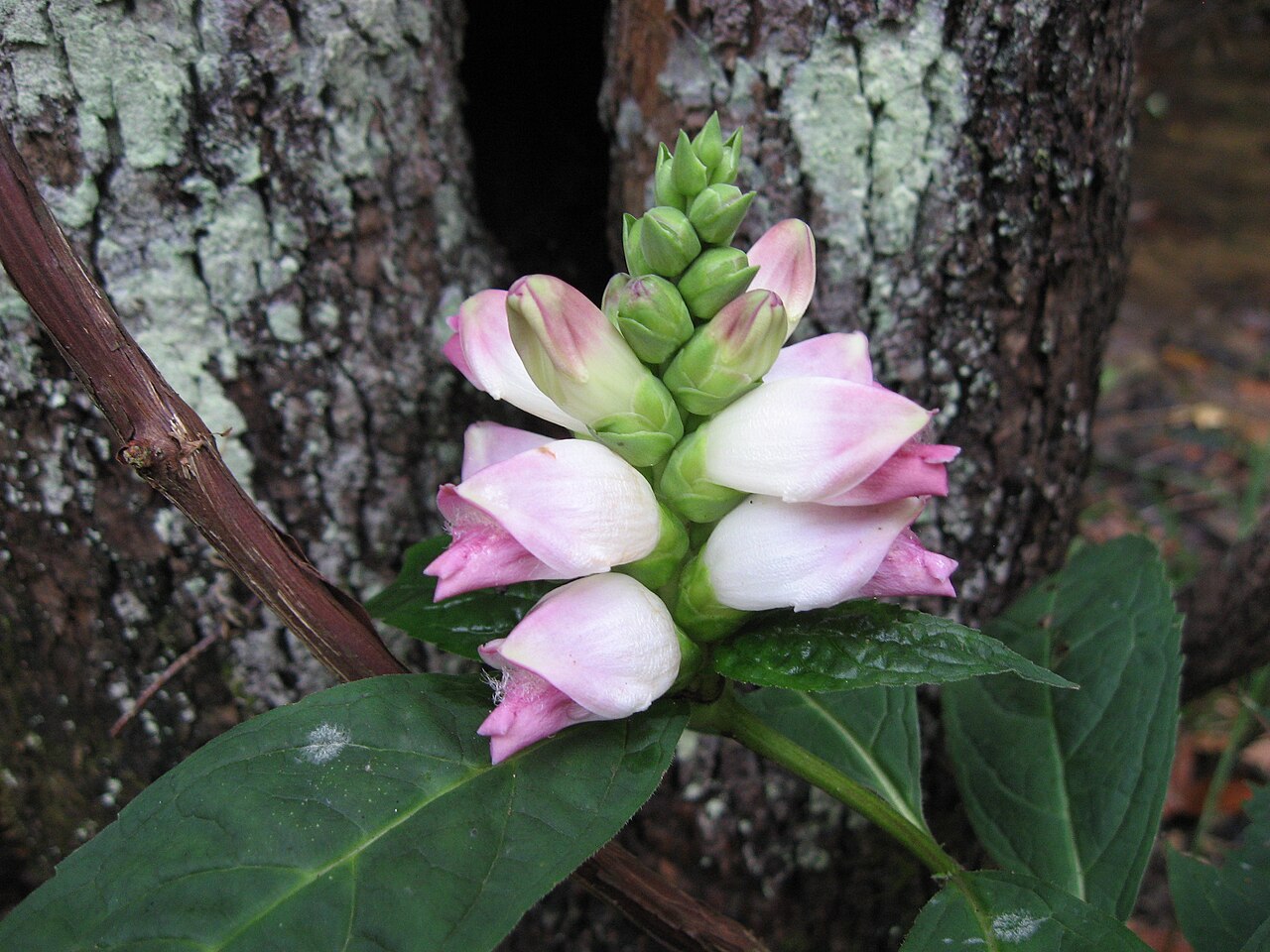 Turtlehead (Chelone glabra) plant showing white flowers along stream bank habitat