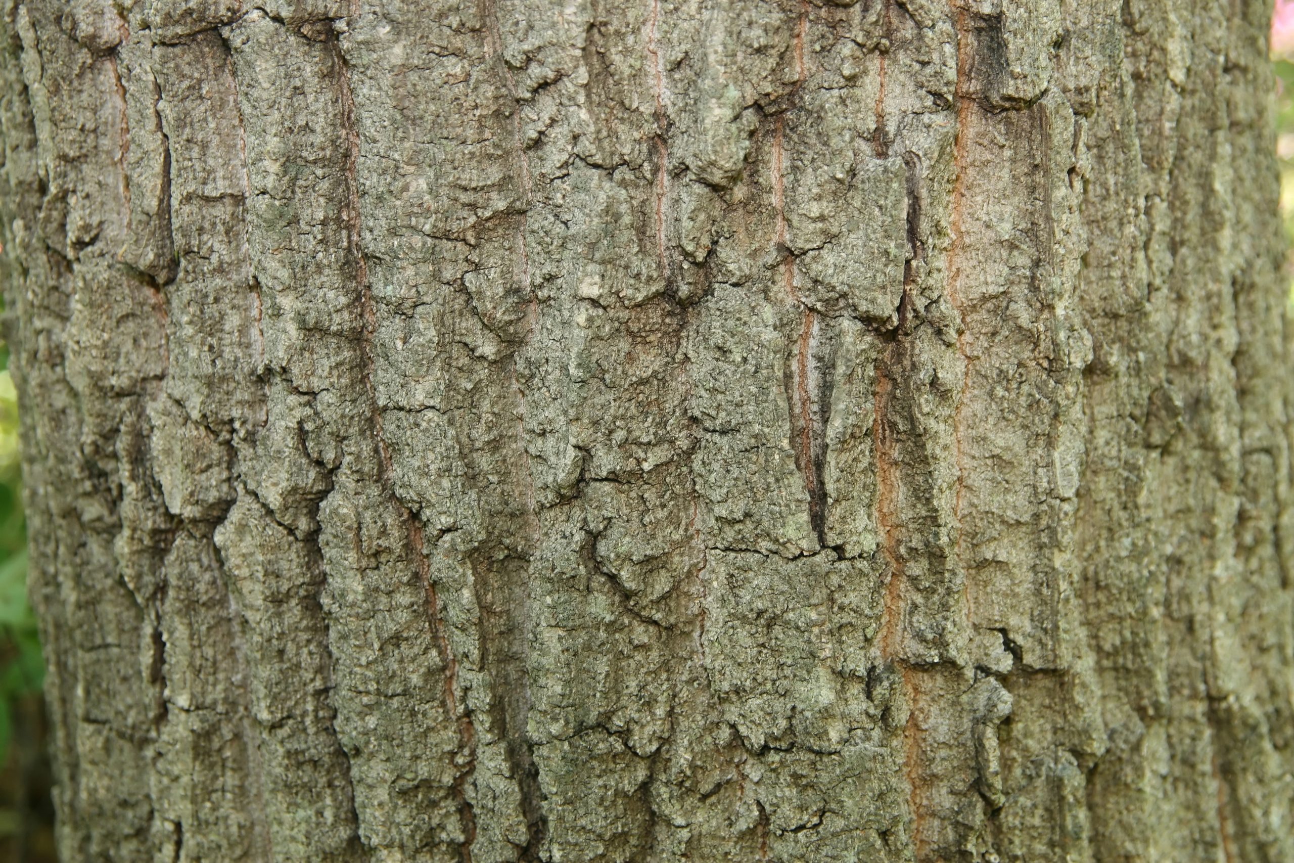 Chestnut Oak (Quercus prinus)