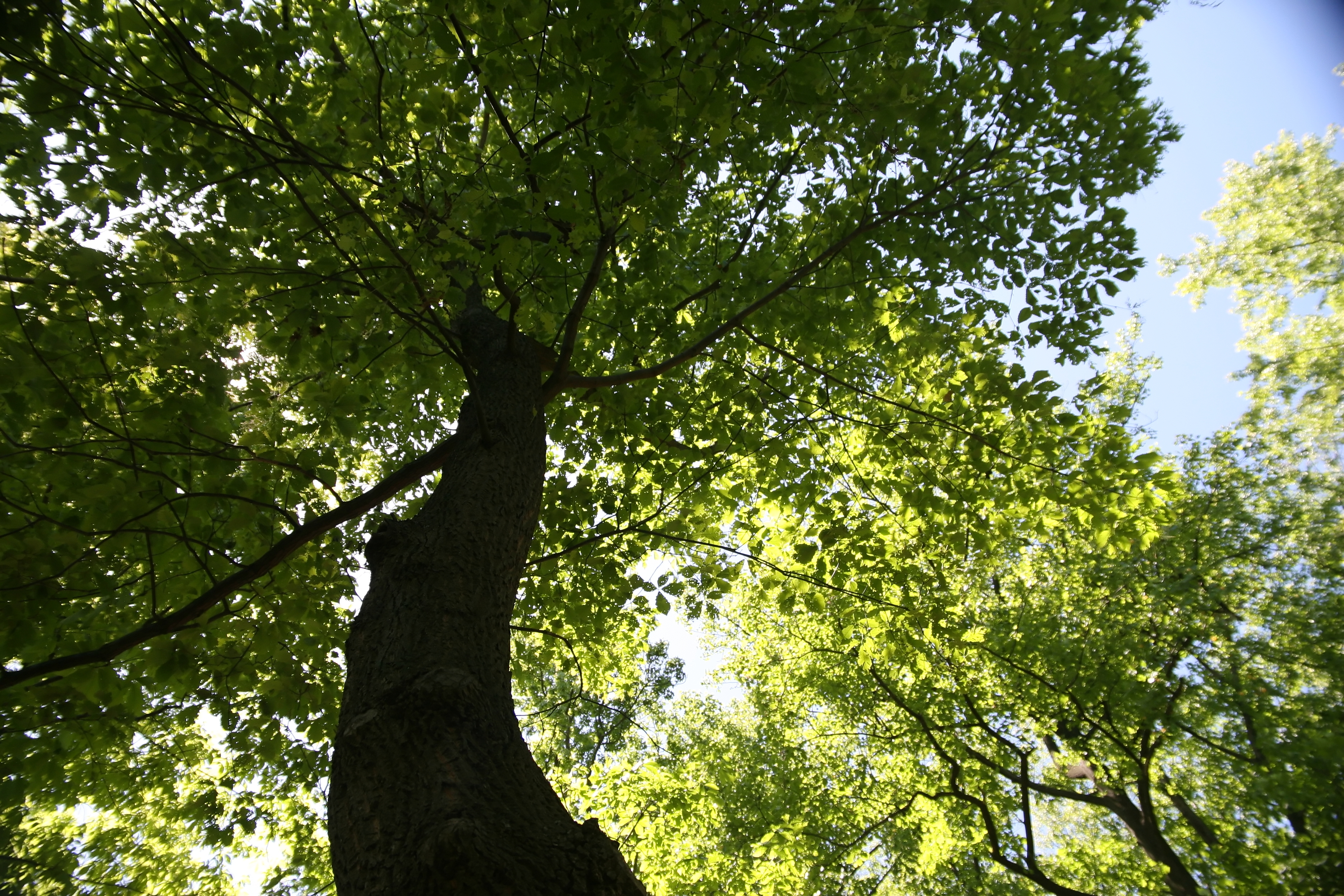 Chestnut Oak (Quercus prinus) massive deeply ridged and furrowed dark bark