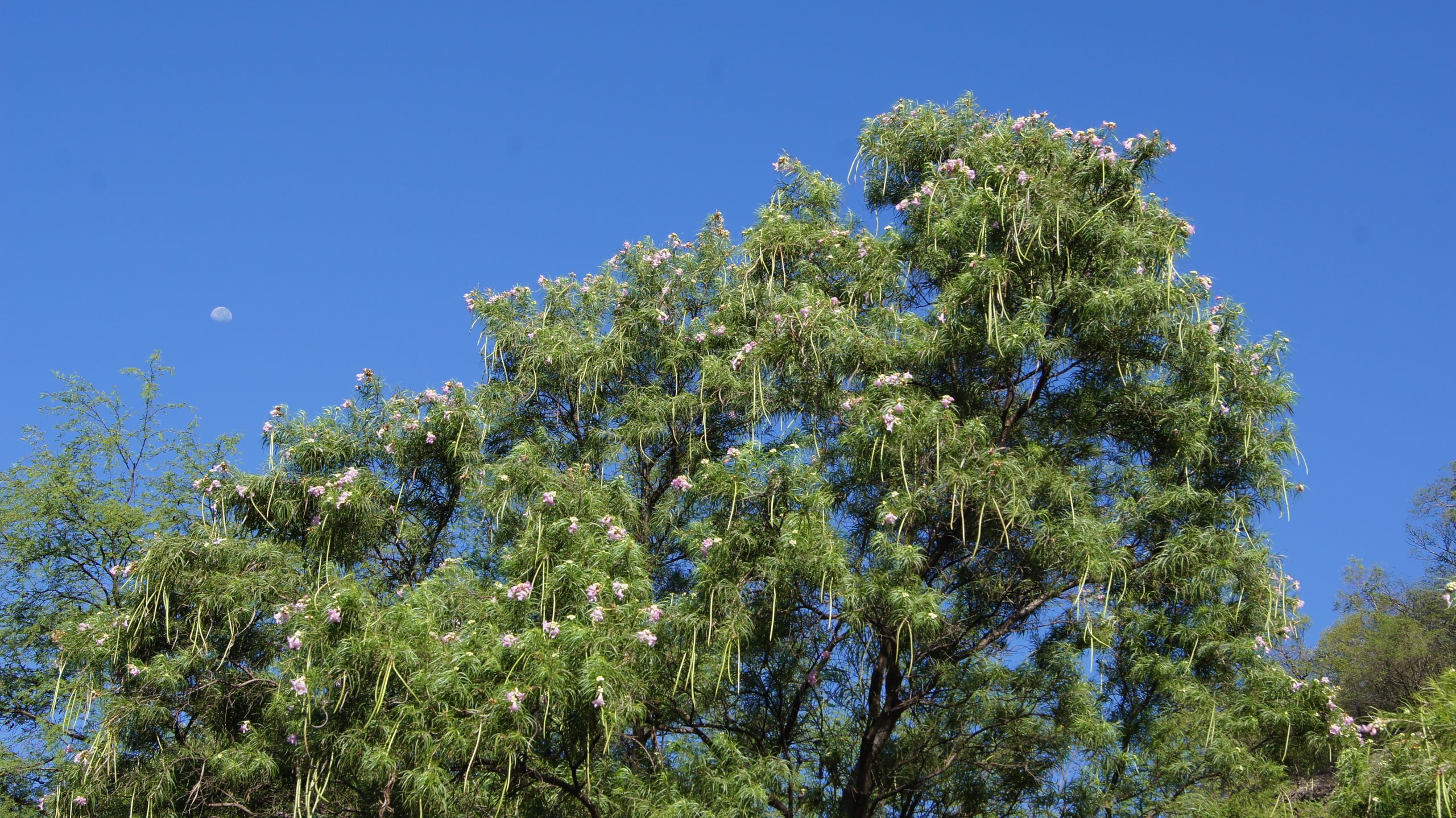Desert Willow (Chilopsis linearis)