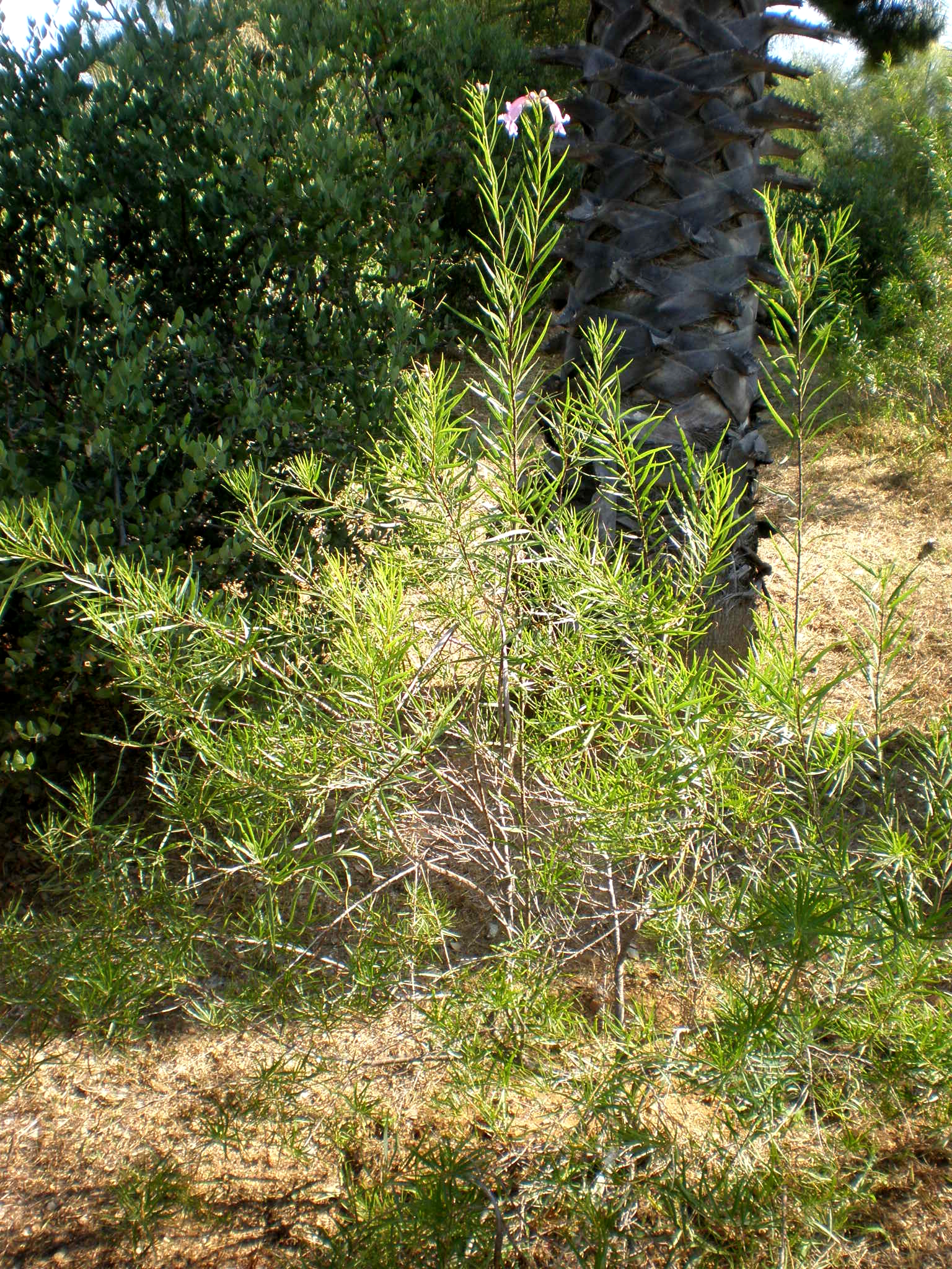 Desert Willow (Chilopsis linearis) close-up of trumpet-shaped flowers showing pink and purple coloration