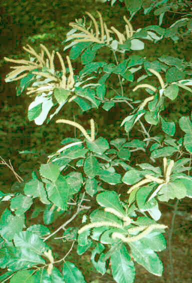 Allegheny Chinquapin (Castanea pumila) showing leaves and growth habit