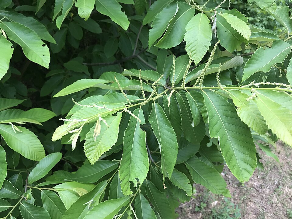 Castanea pumila leaves and catkin flowers showing the distinctive serrated foliage