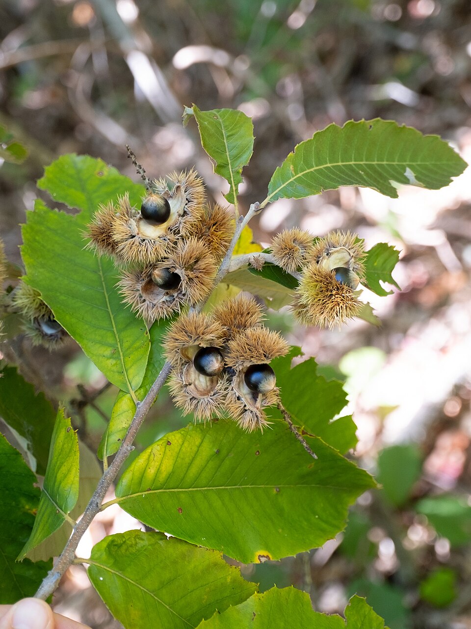 Castanea pumila fruits showing the characteristic spiny burs containing edible nuts