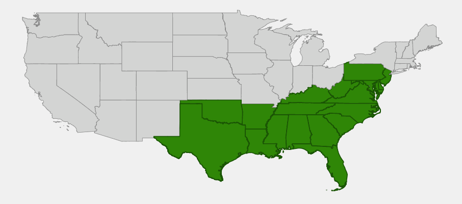 Native range map of Chinquapin (Castanea pumila) showing distribution across southeastern United States