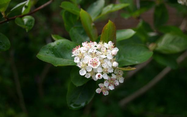Black Chokeberry (Aronia melanocarpa) showing clusters of white flowers and serrated leaves