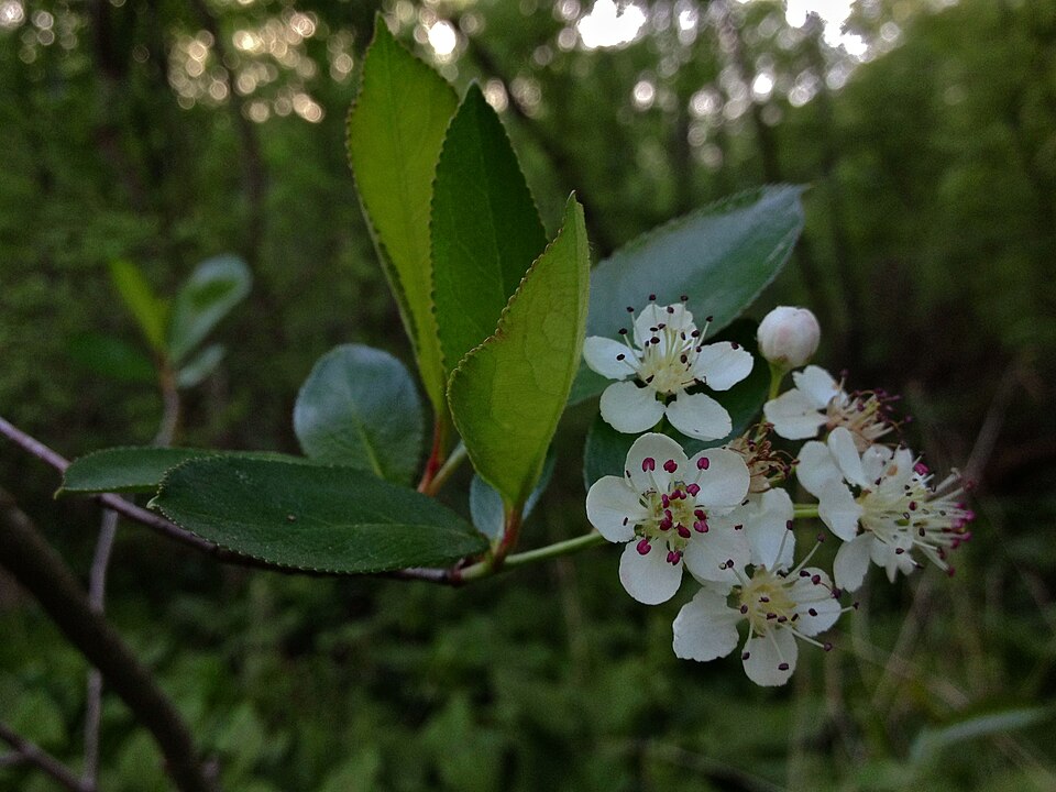 Black Chokeberry (Aronia melanocarpa) showing dark purple-black berries and fall foliage