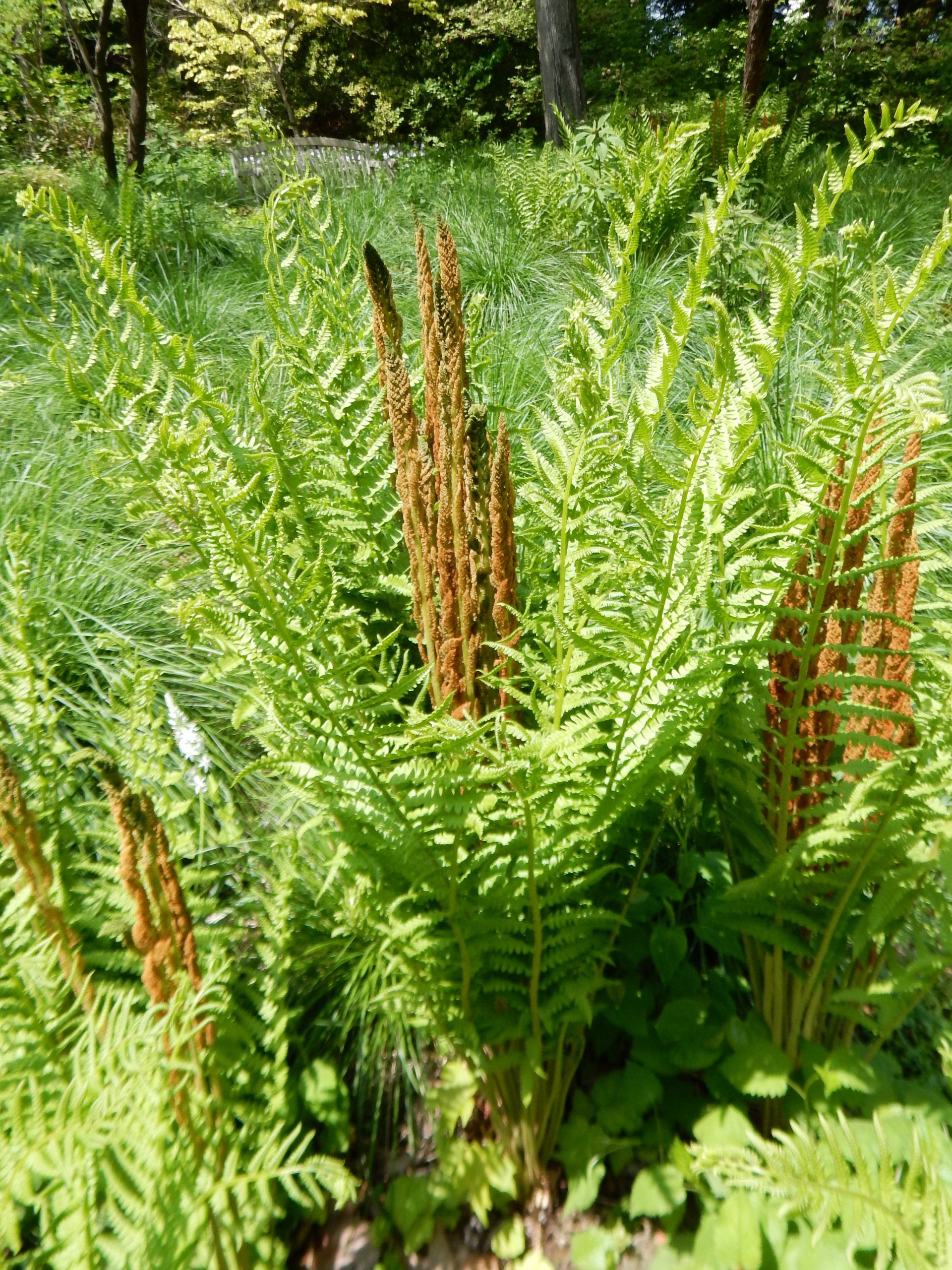 Cinnamon Fern (Osmundastrum cinnamomeum)