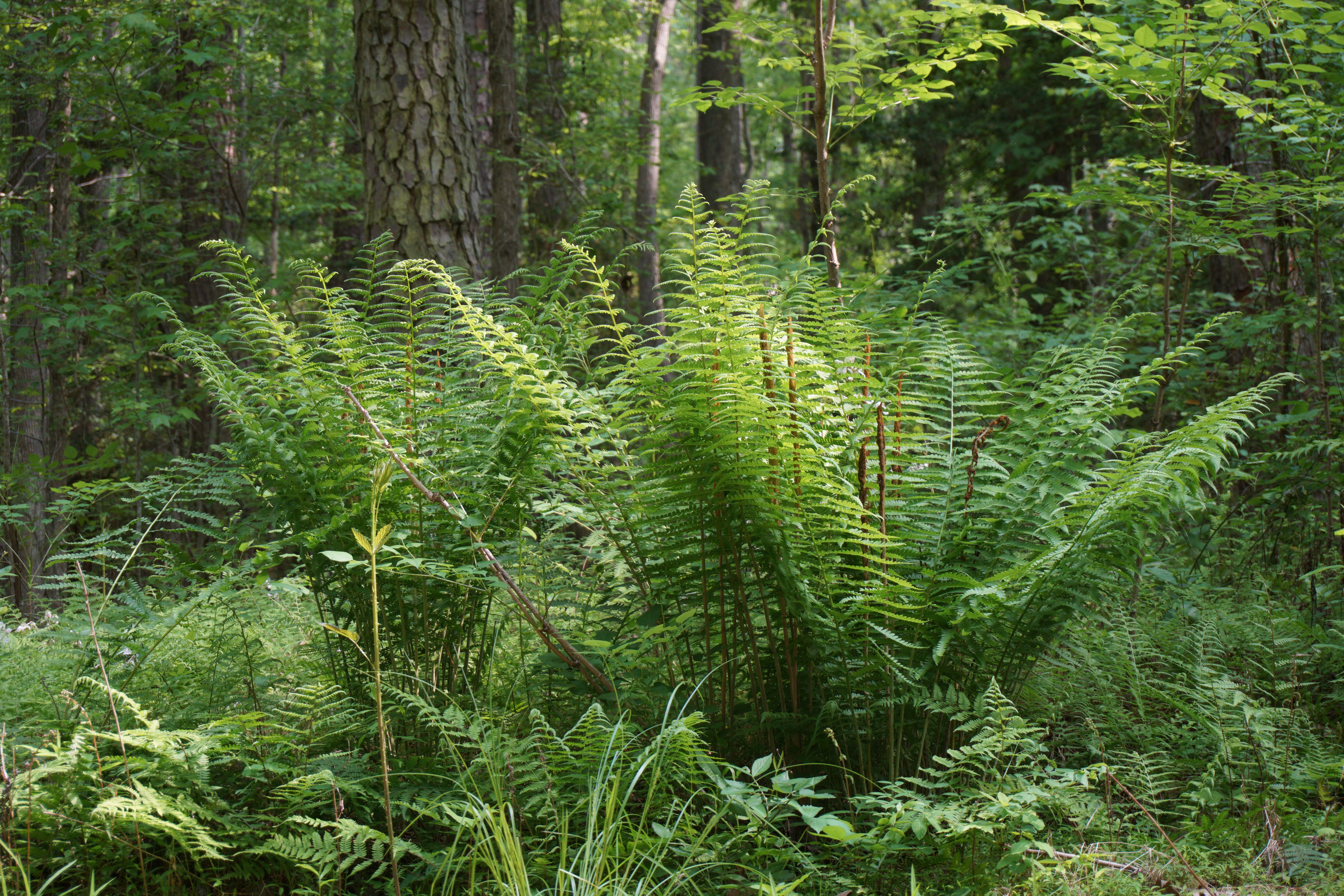 Cinnamon Fern (Osmundastrum cinnamomeum) showing the vase-shaped clump of sterile fronds
