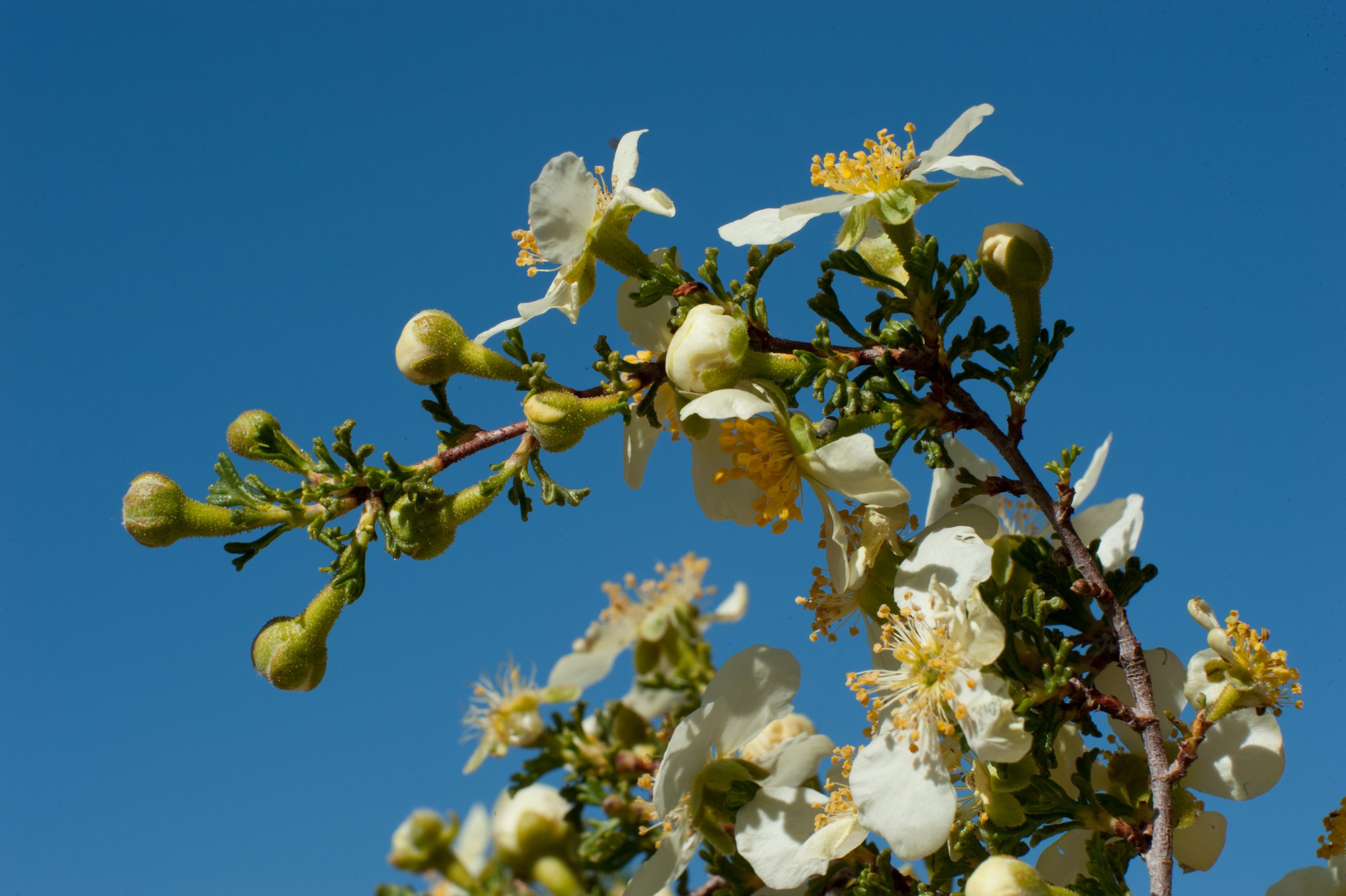 Cliffrose (Purshia mexicana)