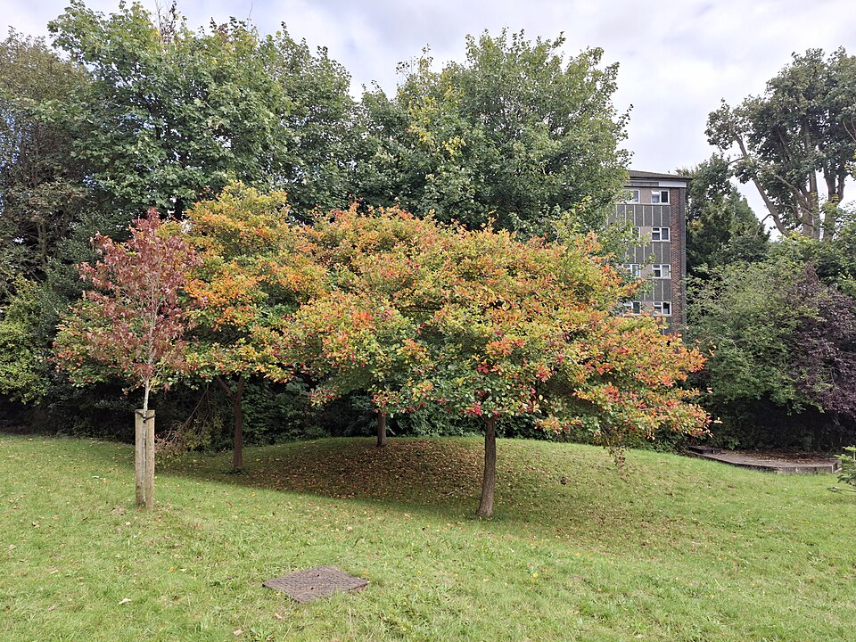 Cockspur Hawthorn (Crataegus crus-galli) showing its broad spreading canopy and dense branching habit