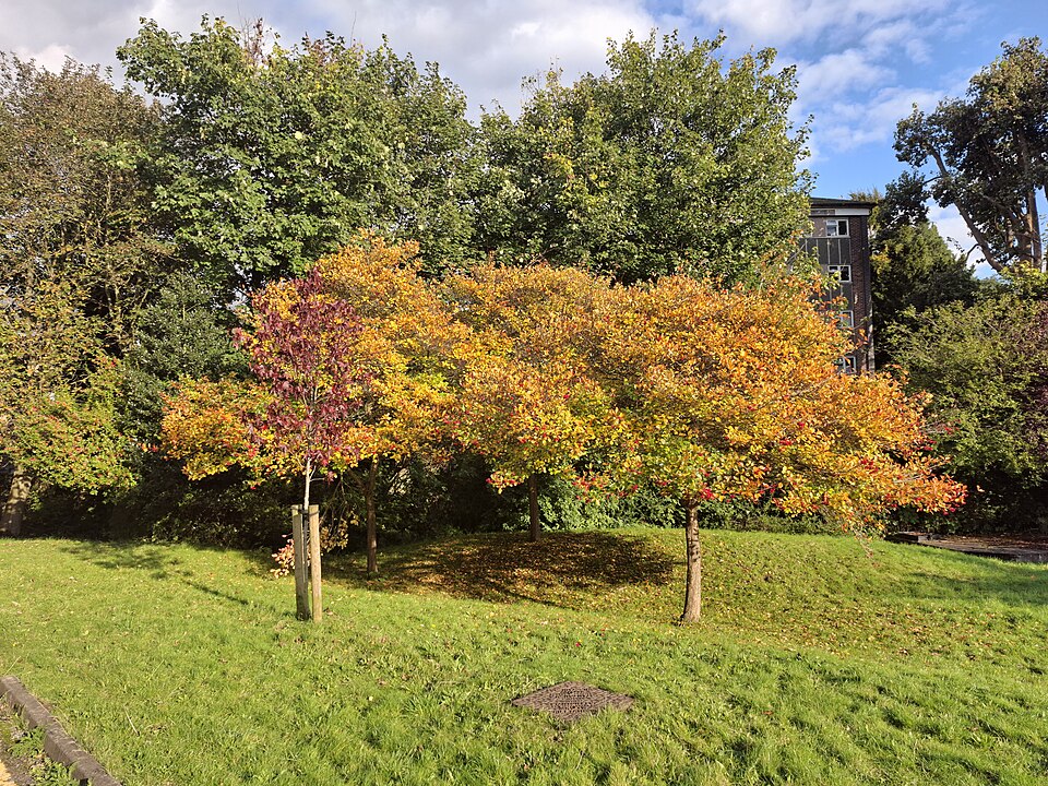 Cockspur Hawthorn (Crataegus crus-galli) showing autumn foliage color and persistent red fruit
