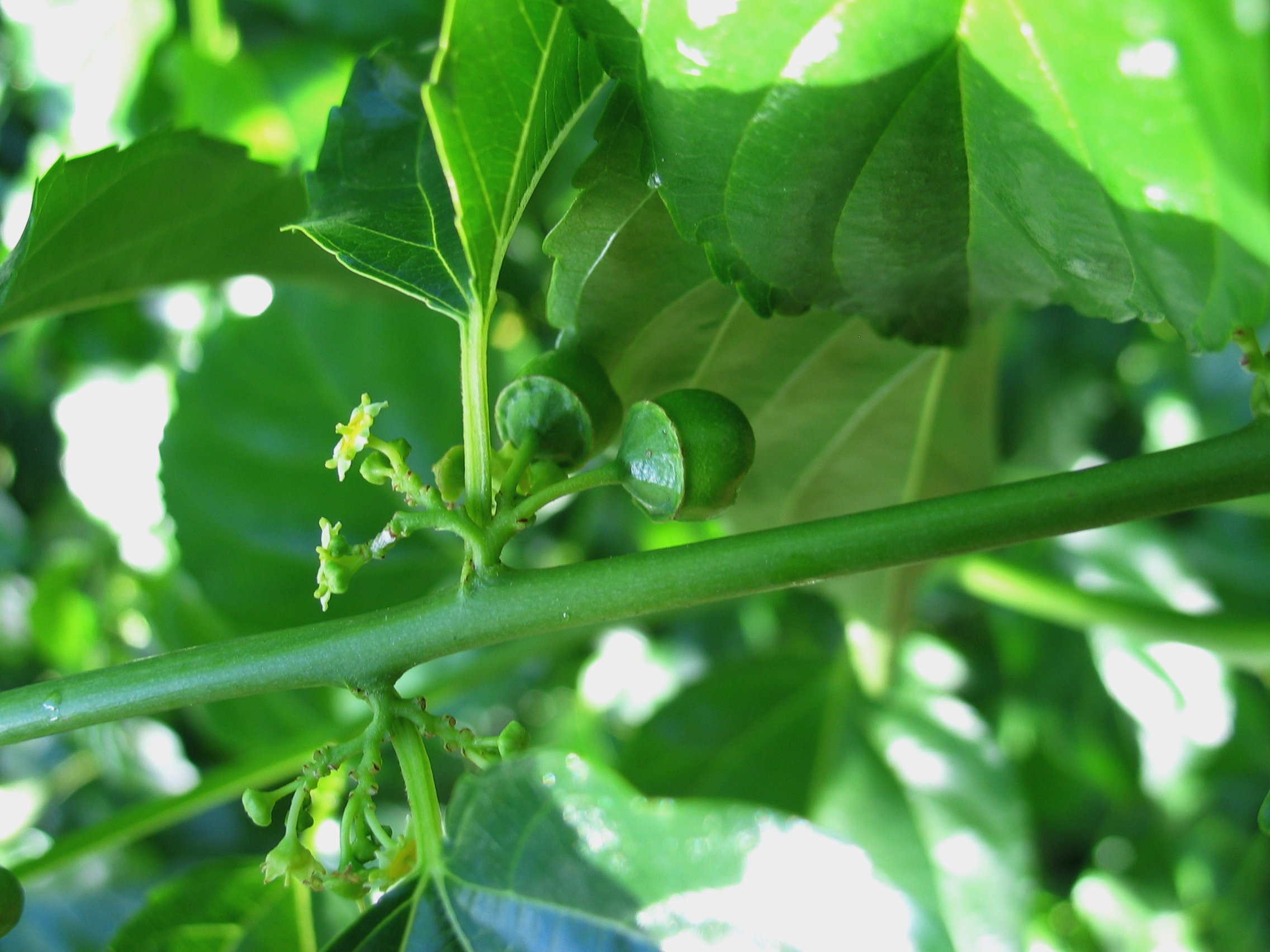 'Anapanapa (Colubrina asiatica) - PlantNative.org 'Anapanapa (Colubrina asiatica) leaves showing glossy surface and three-veined pattern