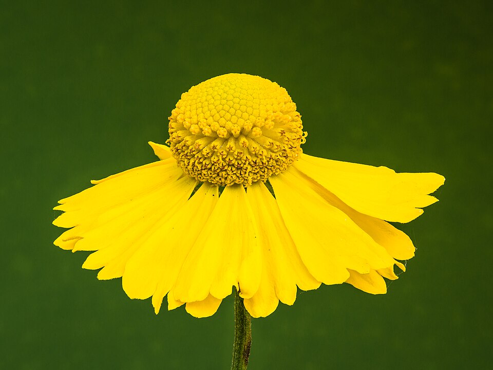 Common Sneezeweed (Helenium autumnale)