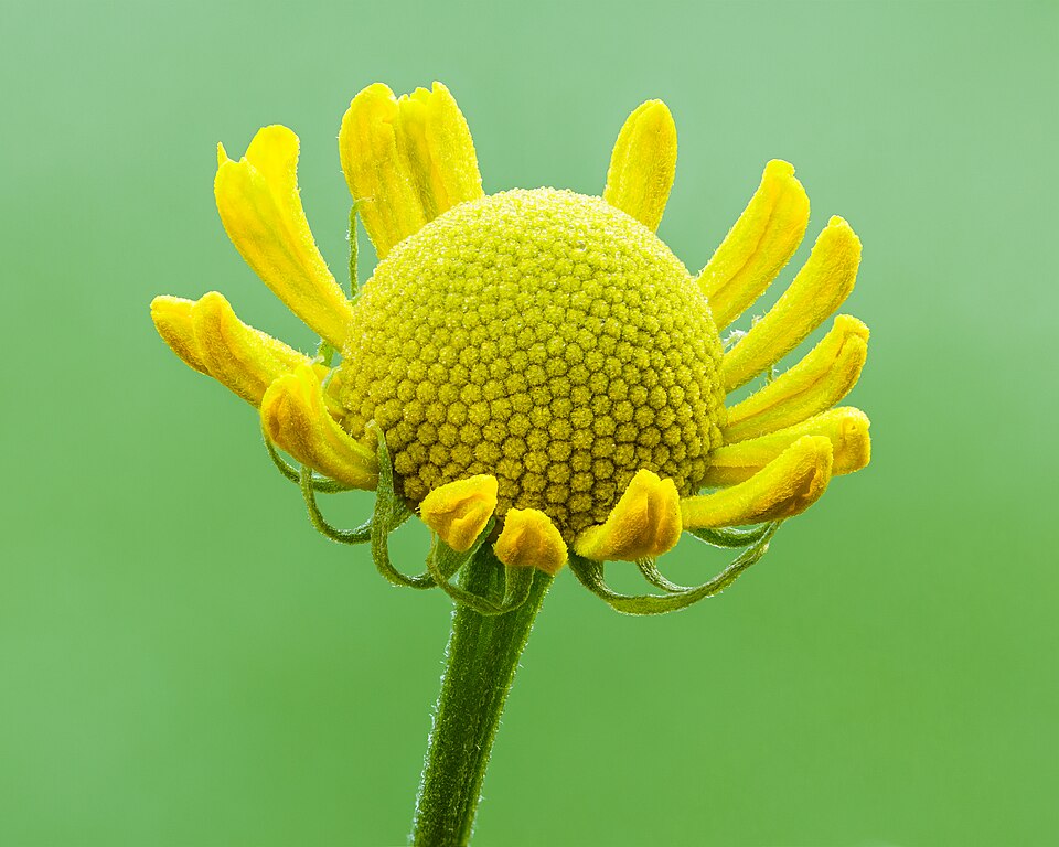 Common Sneezeweed (Helenium autumnale) detail