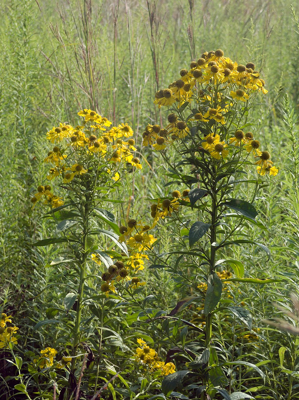 Common Sneezeweed (Helenium autumnale) - PlantNative.org Common Sneezeweed (Helenium autumnale) in landscape