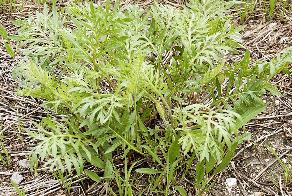 Compass Plant (Silphium laciniatum) - PlantNative.org Compass Plant (Silphium laciniatum) showing deeply lobed leaves and tall resinous stems