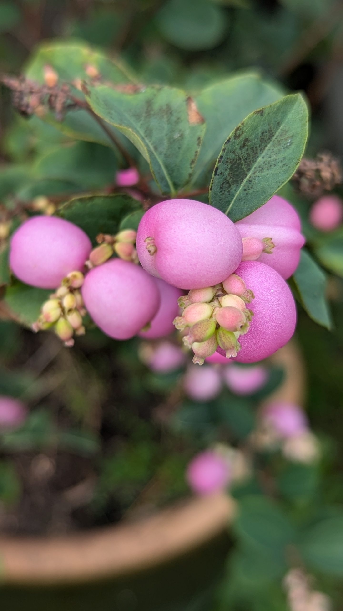 Coral Berry (Symphoricarpos orbiculatus)