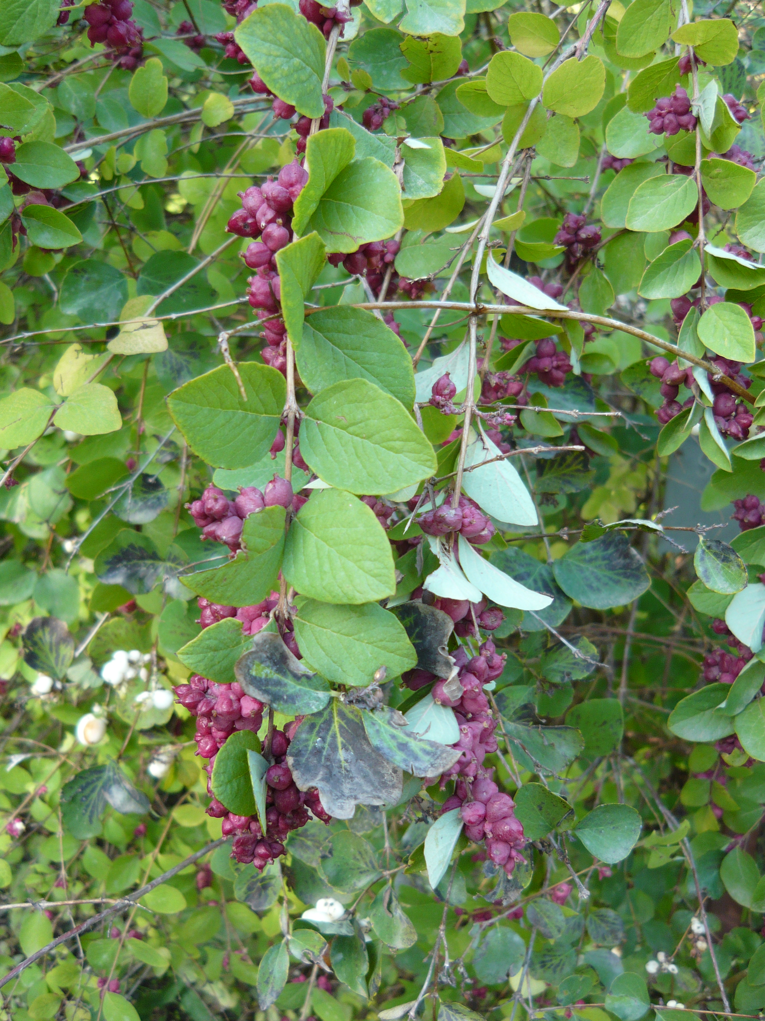 Coral Berry (Symphoricarpos orbiculatus) showing berries growing in dense clusters along the stems