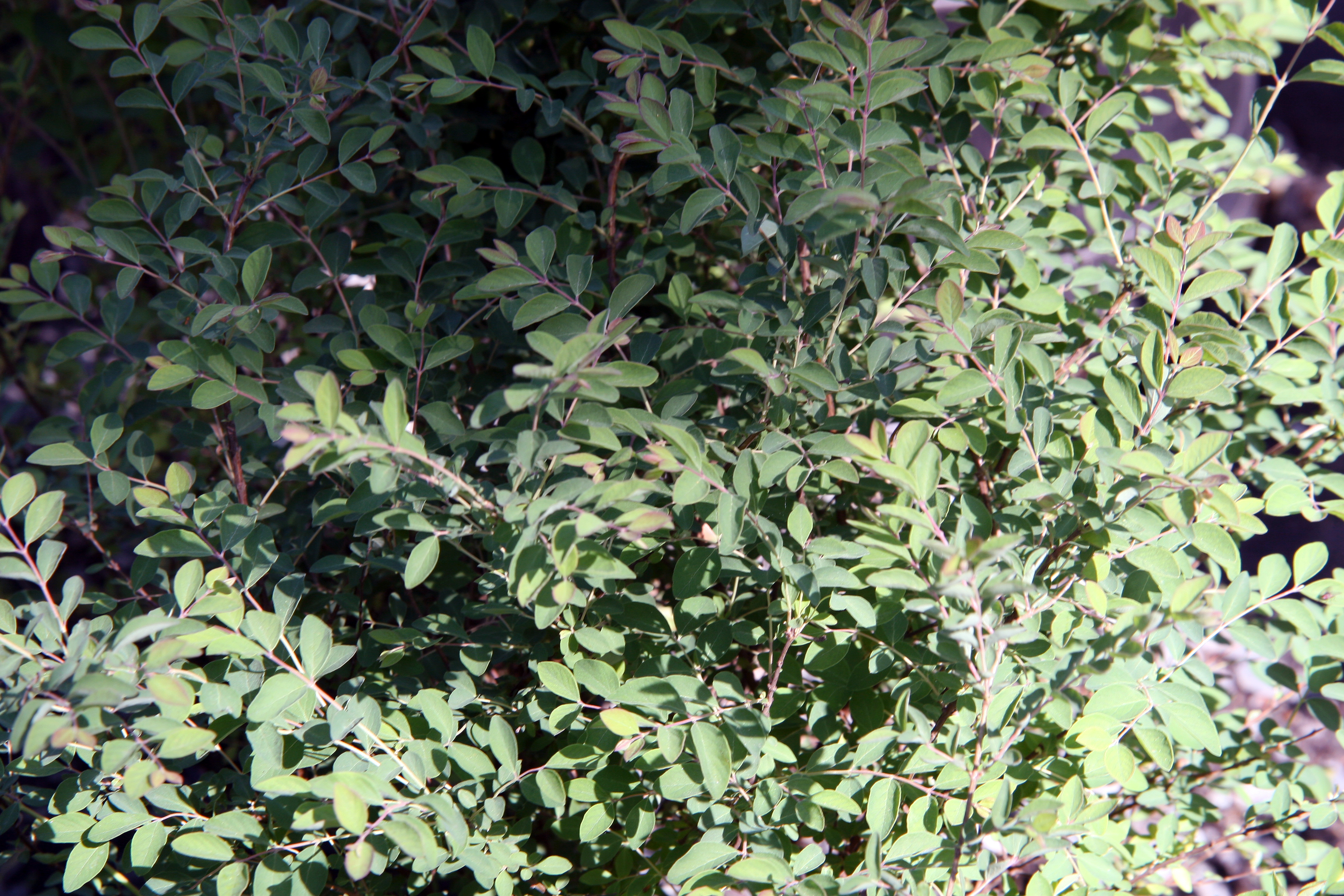Coral Berry (Symphoricarpos orbiculatus) shrub showing its natural bushy, thicket-forming growth habit
