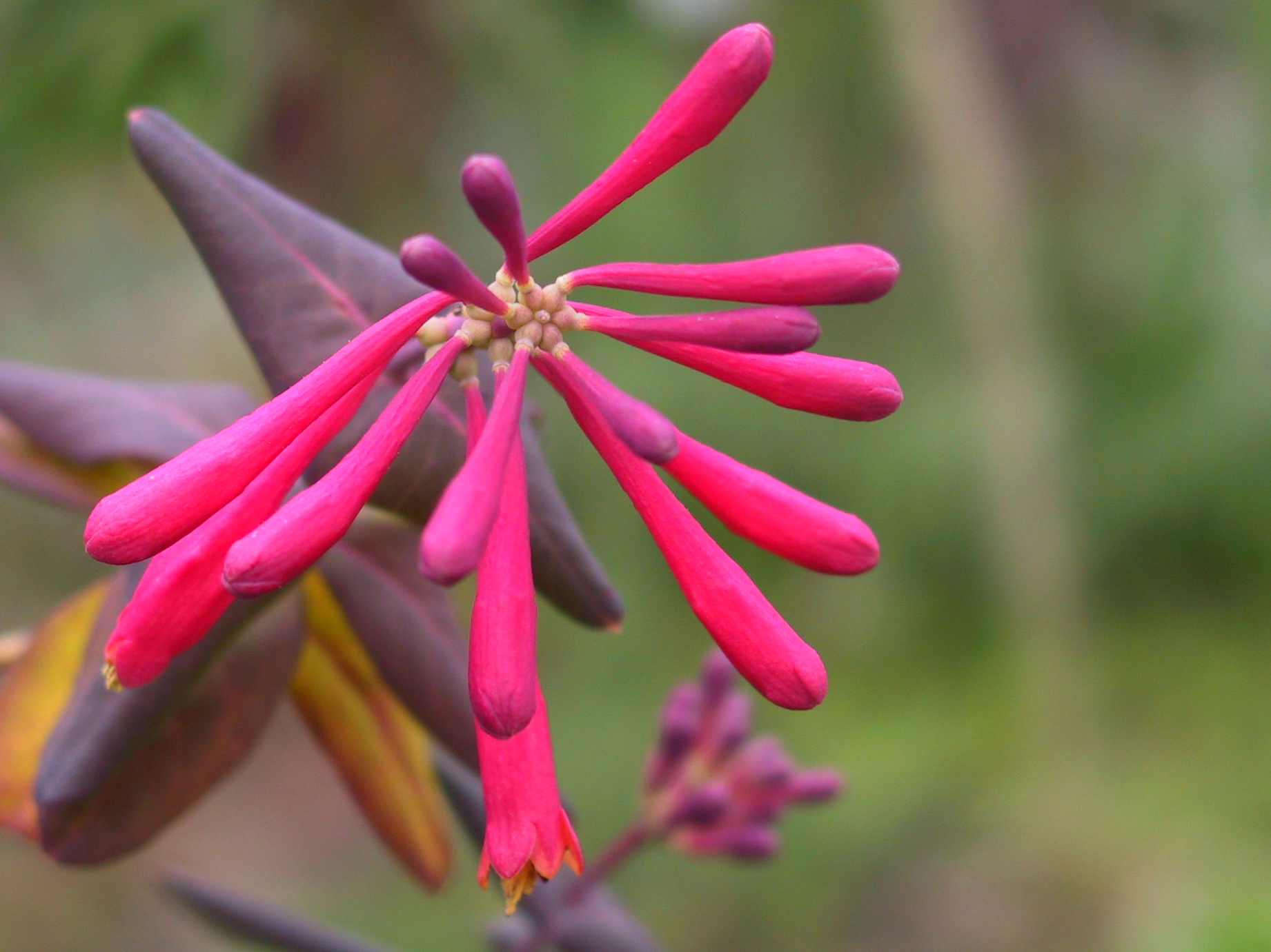 Coral Honeysuckle (Lonicera sempervirens) - PlantNative.org Coral Honeysuckle (Lonicera sempervirens) showing vibrant coral-red trumpet-shaped flowers climbing a trellis