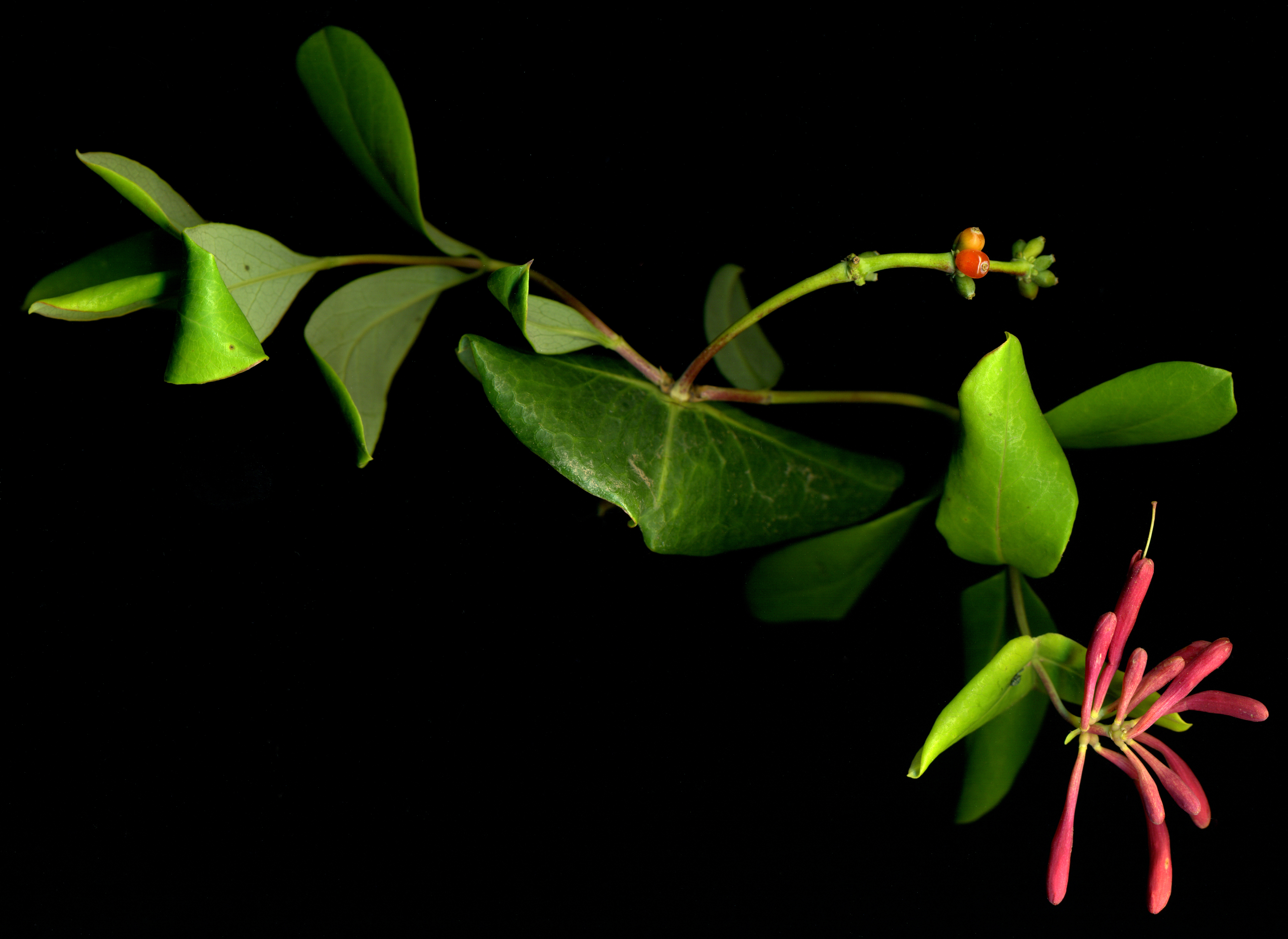 Coral Honeysuckle (Lonicera sempervirens) - PlantNative.org Coral Honeysuckle (Lonicera sempervirens) showing coral-red trumpet flowers with yellow interior and perfoliate leaves