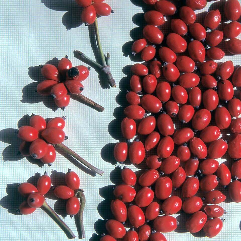 Flowering Dogwood (Cornus florida) bright red berries clustered on branch