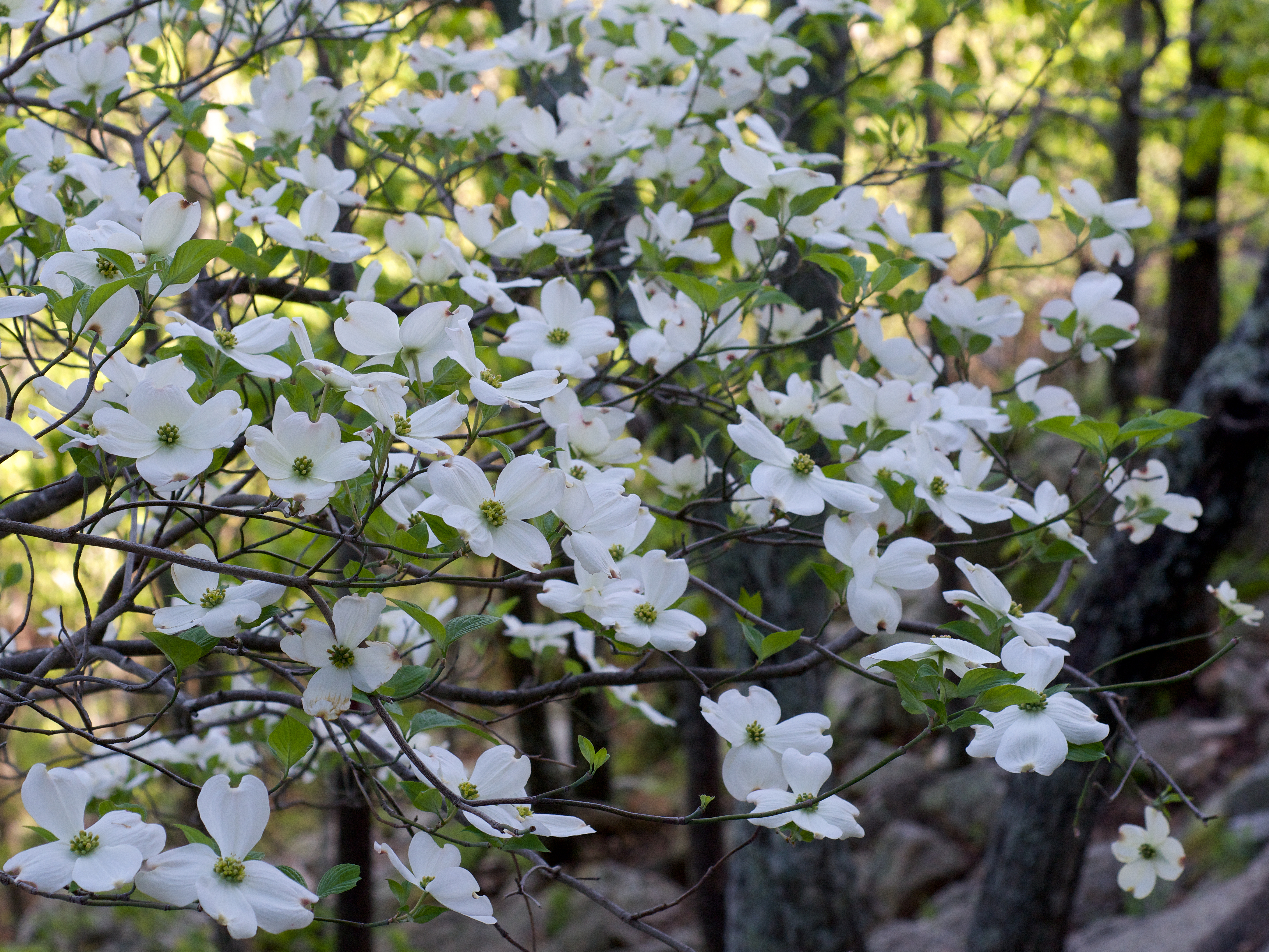 Flowering Dogwood (Cornus florida) tree in full bloom with distinctive white bracts in spring