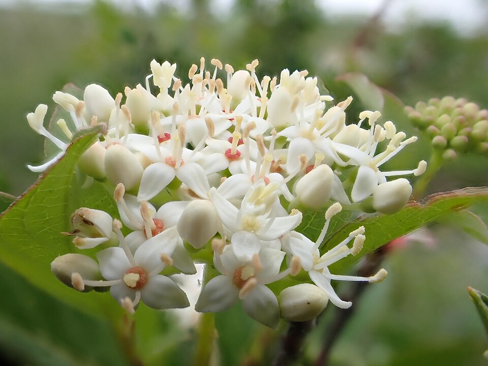 Redosier Dogwood (Cornus sericea) - PlantNative.org Redosier Dogwood (Cornus sericea) showing brilliant red stems in winter landscape along streambank