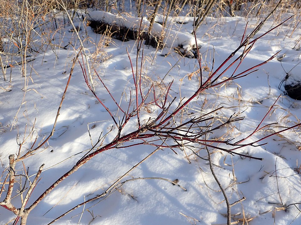 Redosier Dogwood (Cornus sericea) - PlantNative.org Redosier Dogwood (Cornus sericea) branch detail showing opposite leaf arrangement and developing berries