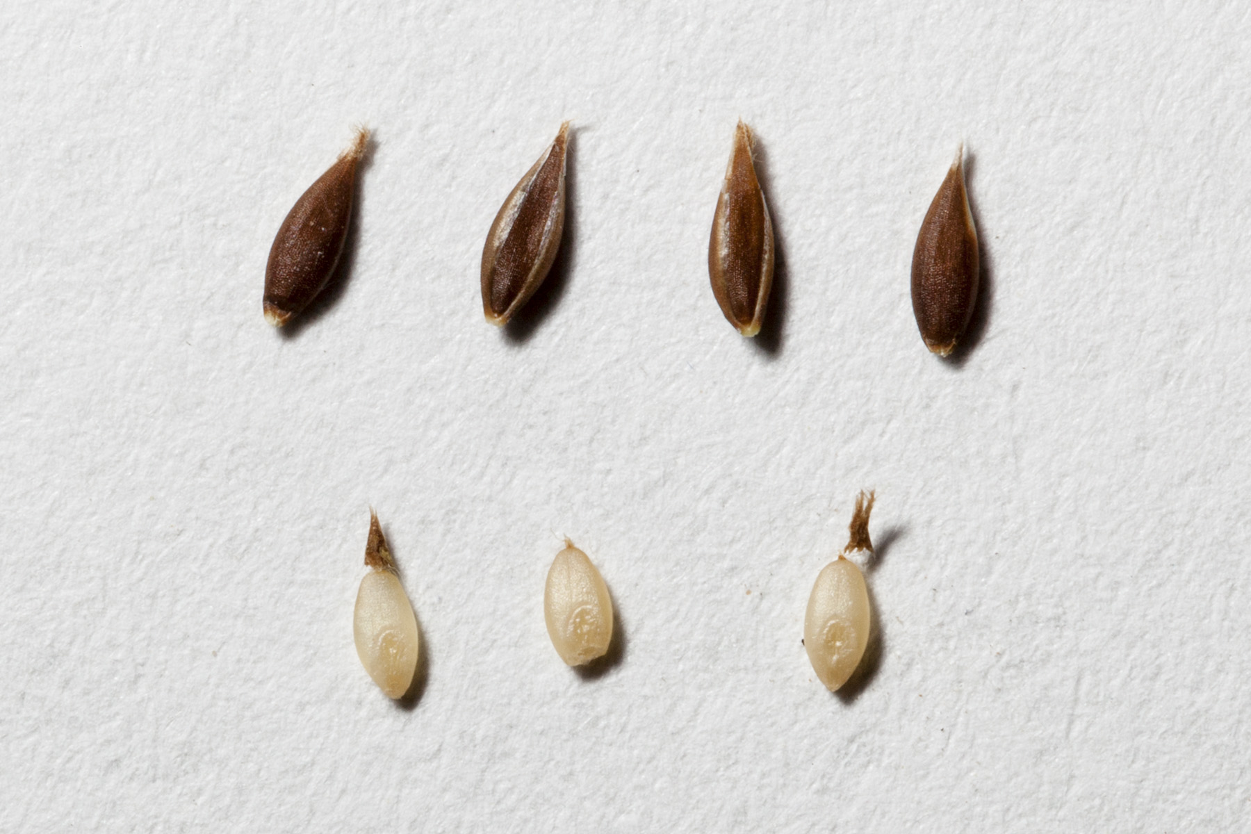 Arizona Cottontop (Digitaria californica) - PlantNative.org Arizona Cottontop (Digitaria californica) bunchgrass in desert grassland