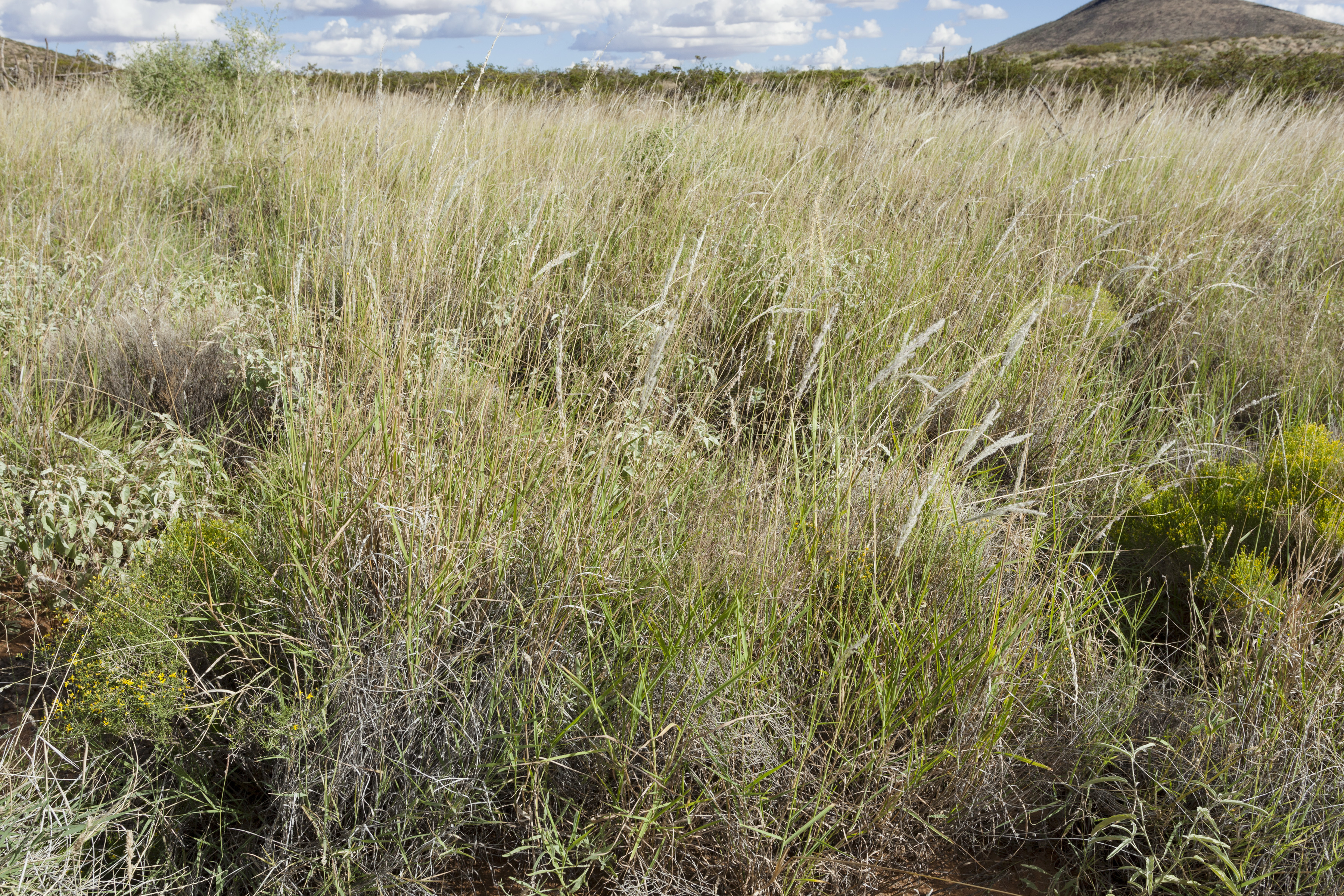 Arizona Cottontop (Digitaria californica) - PlantNative.org Arizona Cottontop (Digitaria californica) showing distinctive fluffy cottony seedheads