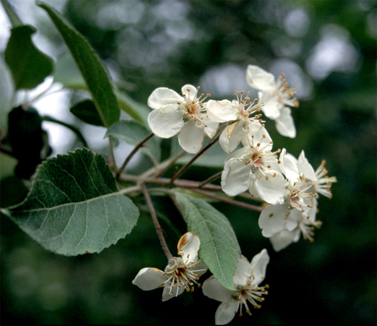 Oregon Crab Apple (Malus fusca)