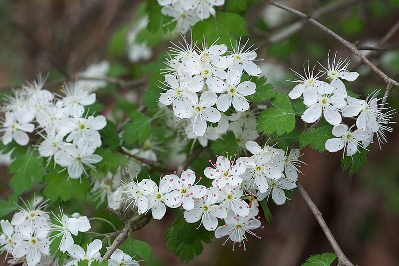 Parsley Hawthorne (Crataegus marshallii) - PlantNative.org Parsley Hawthorne (Crataegus marshallii) displaying deeply lobed parsley-like leaves
