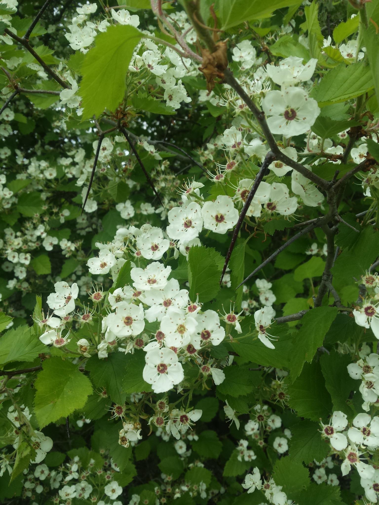 (Champlain) Hawthorne (Crataegus submollis) - PlantNative.org Champlain Hawthorne (Crataegus submollis) white flower clusters and sharp thorns