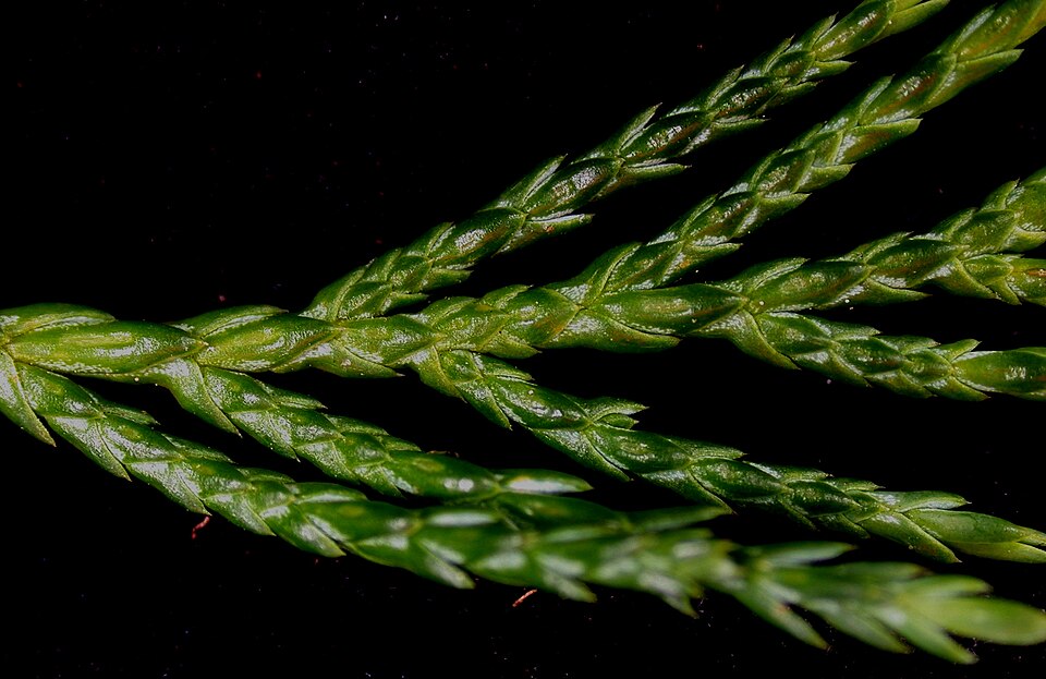 Close-up detail of Creeping Juniper (Juniperus horizontalis) foliage showing the characteristic scale-like needles and branching pattern