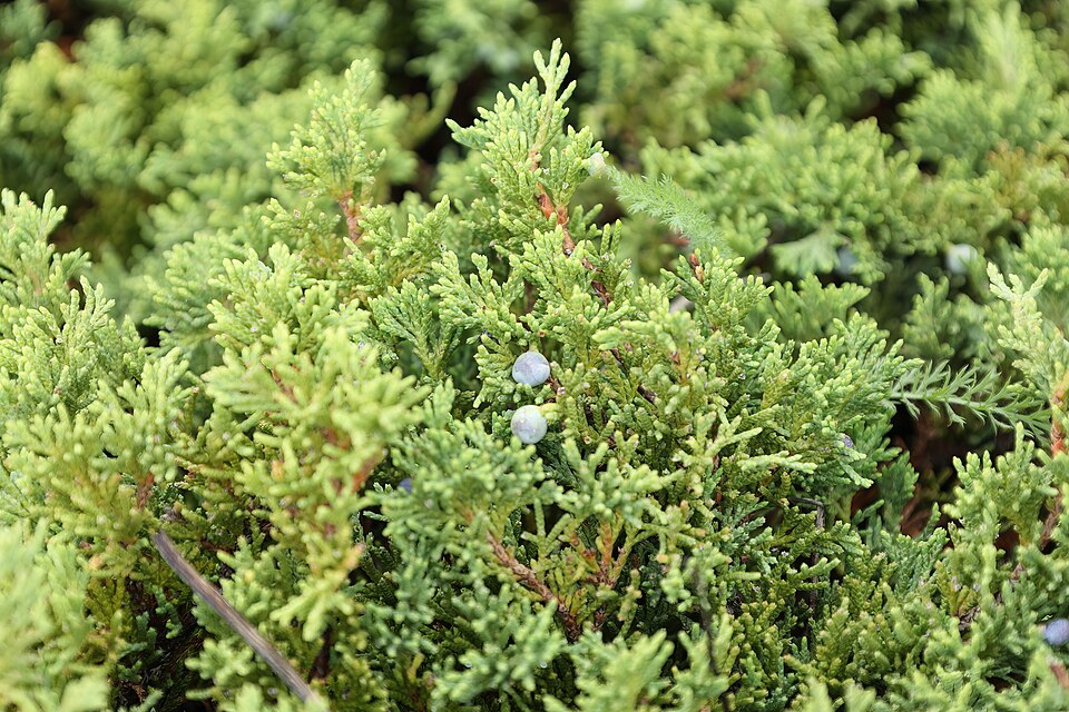 Creeping Juniper (Juniperus horizontalis) demonstrating its characteristic low, mat-forming growth habit in natural grassland environment