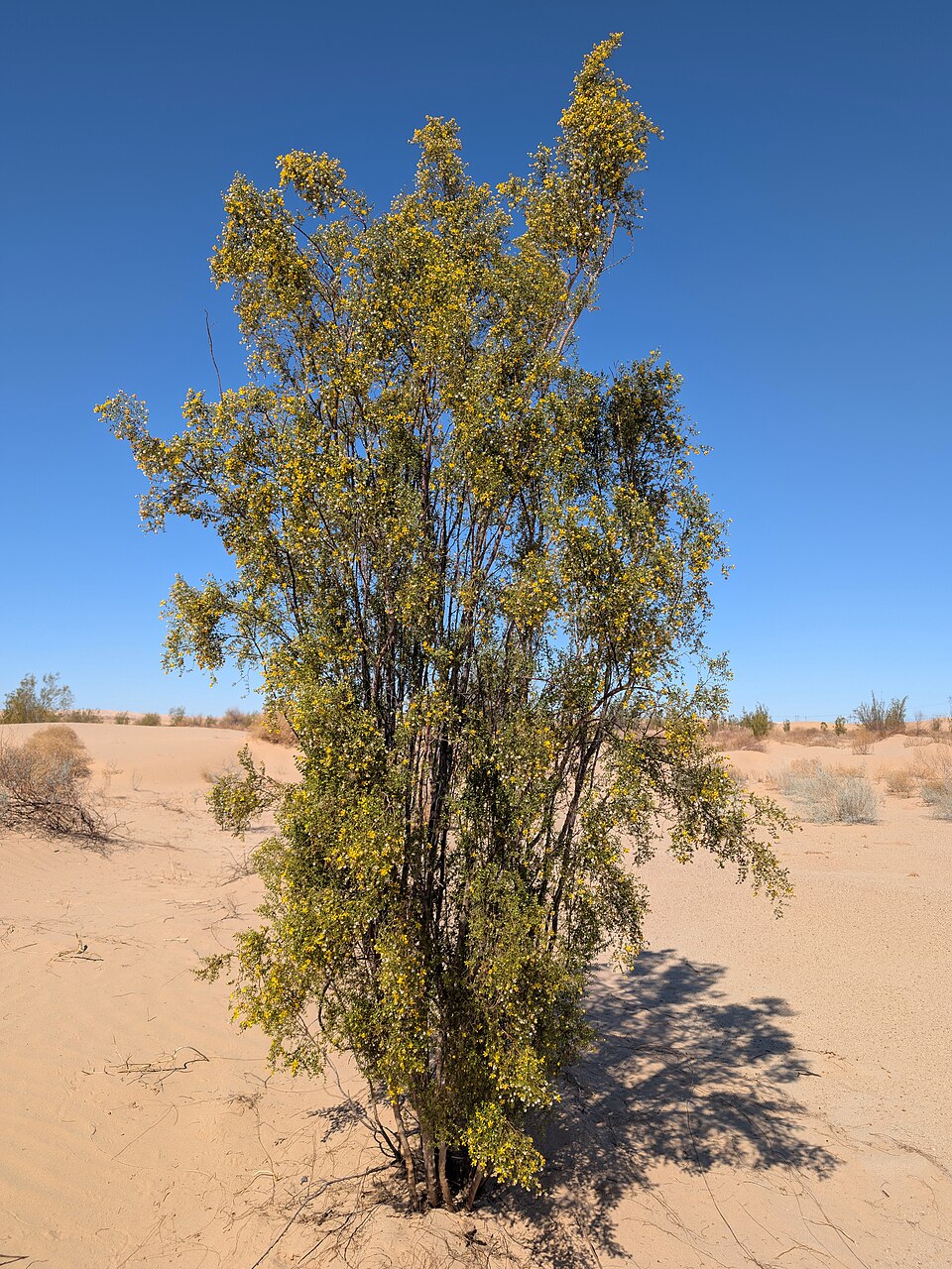 Creosotebush (Larrea tridentata) - PlantNative.org Creosote Bush (Larrea tridentata) showing characteristic multi-stemmed form with ringed nodes in desert wash habitat