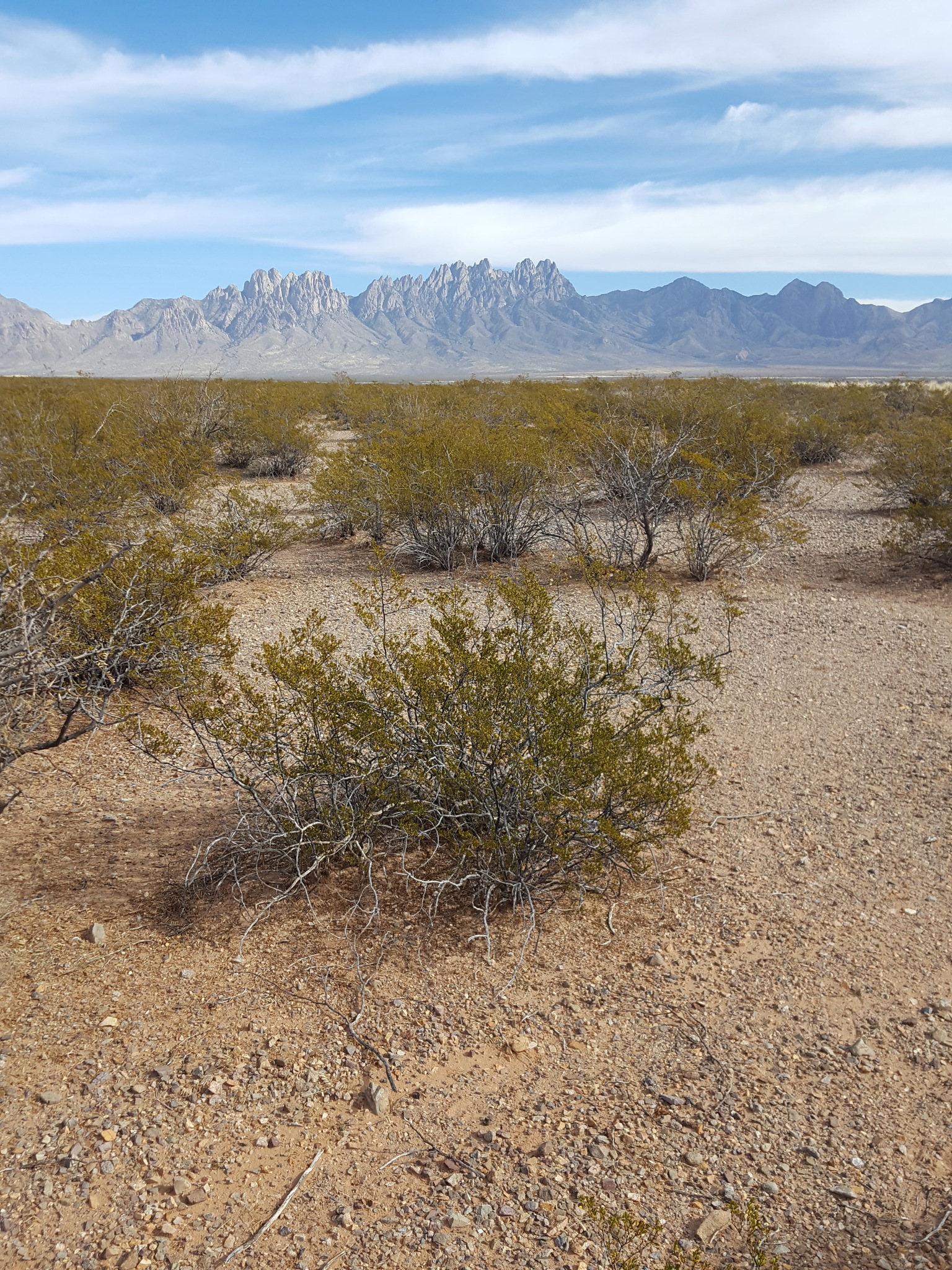 Creosote Bush (Larrea tridentata) - PlantNative.org Creosote Bush (Larrea tridentata) in Sonoran Desert landscape