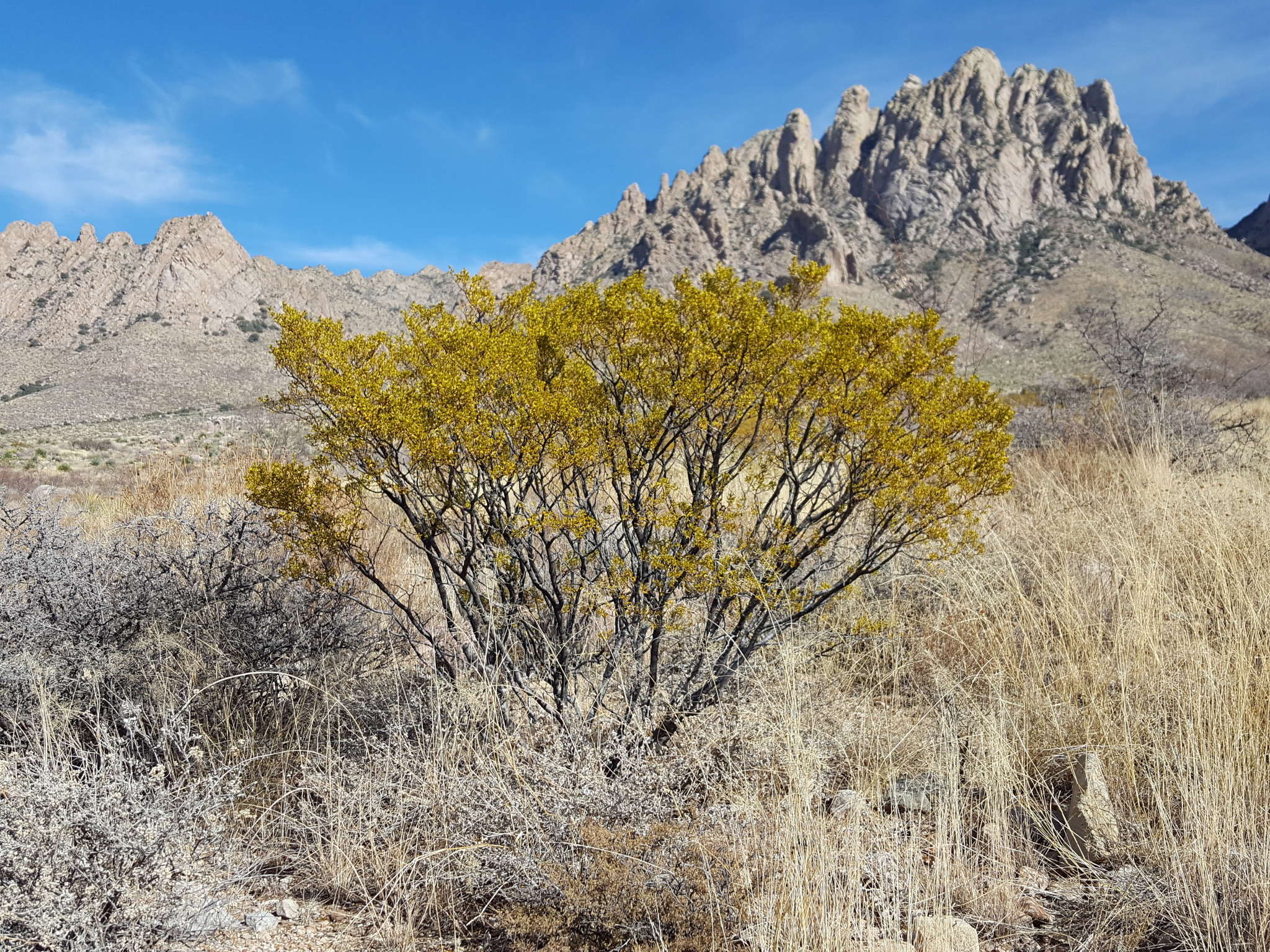 Creosote Bush (Larrea tridentata) - PlantNative.org Creosote Bush (Larrea tridentata) leaves and yellow flowers close-up