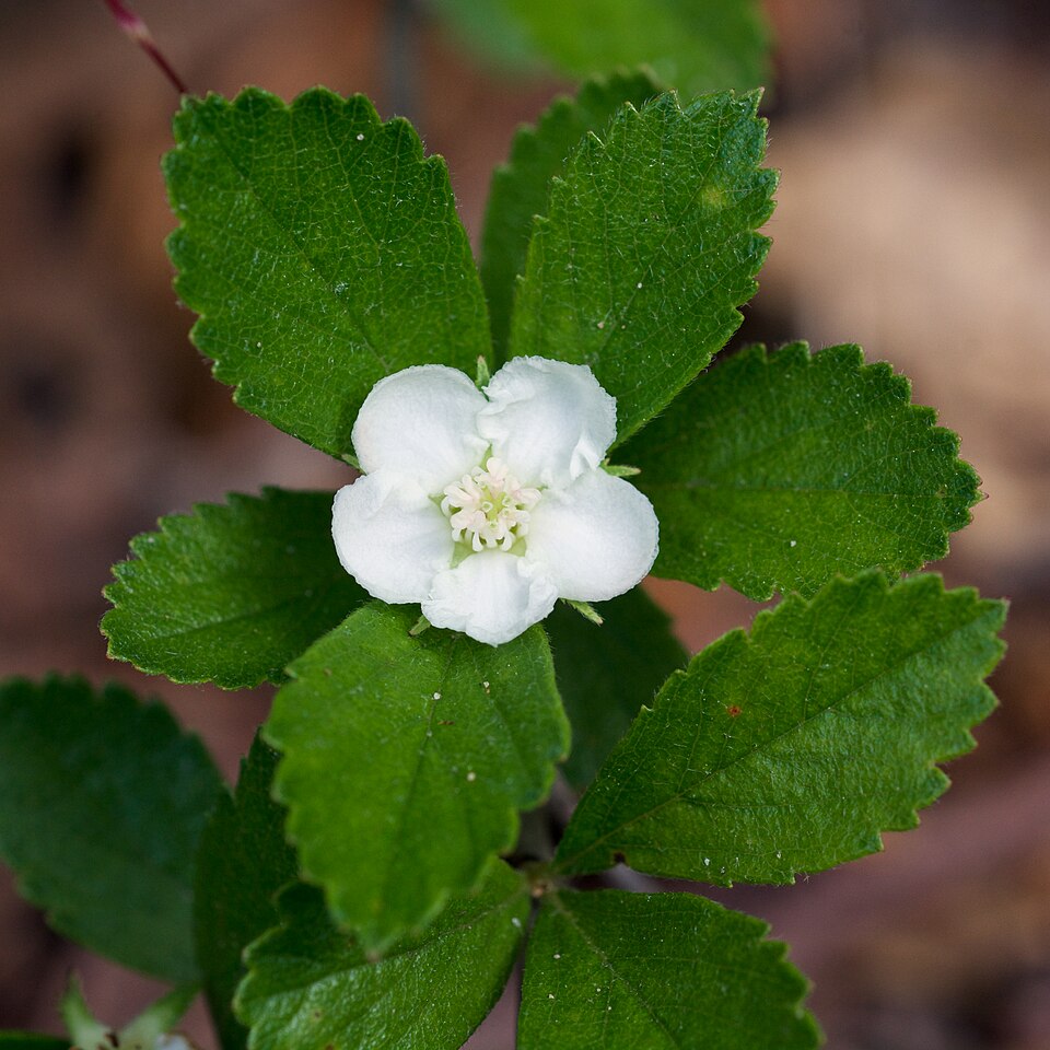 Dwarf Hawthorn (Crataegus uniflora) - PlantNative.org Dwarf Hawthorn (Crataegus uniflora) showing thorny branches with small leaves and flowers