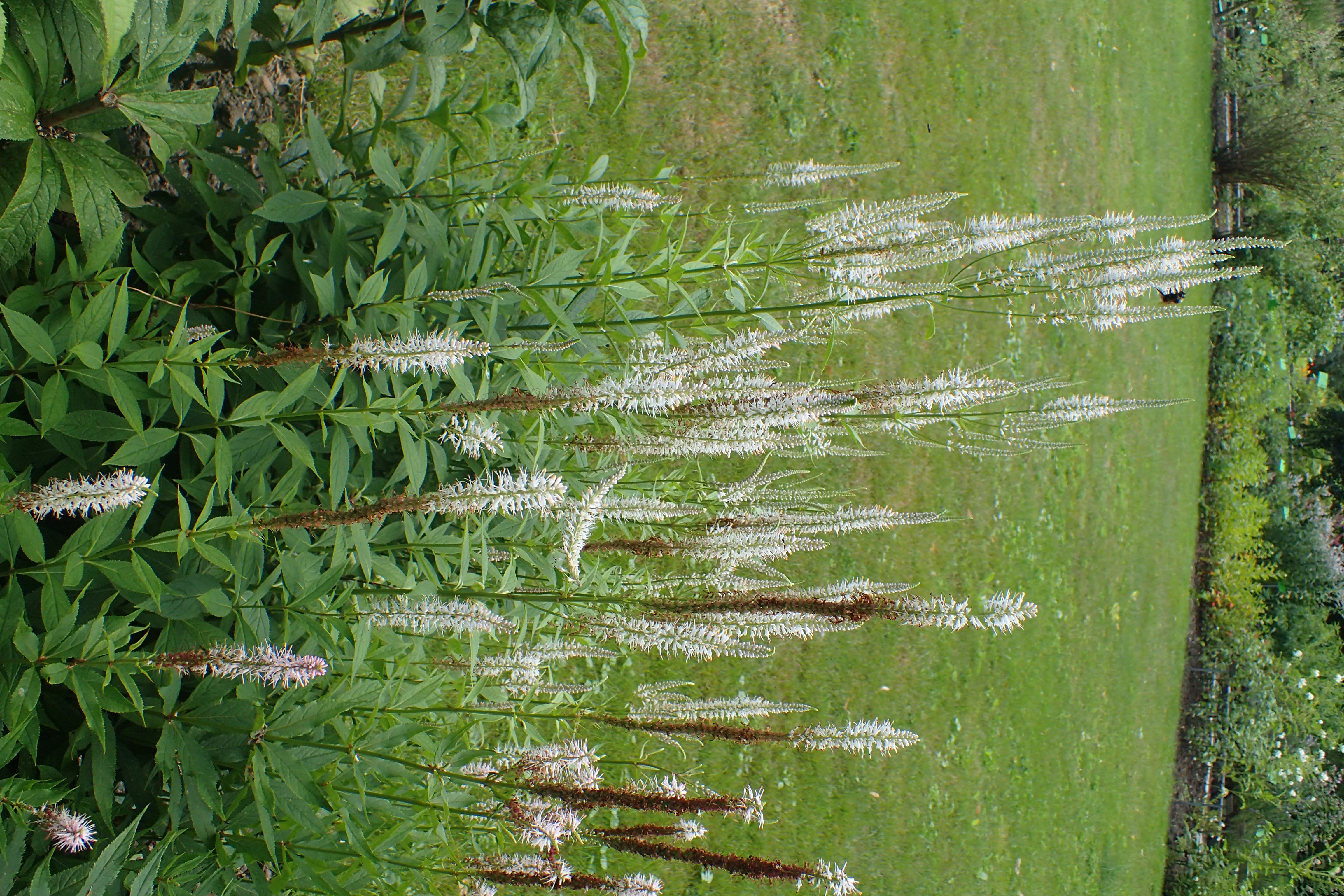 Culvers Root (Veronicastrum virginicum) white flower spikes showing the delicate fuzzy texture from protruding stamens