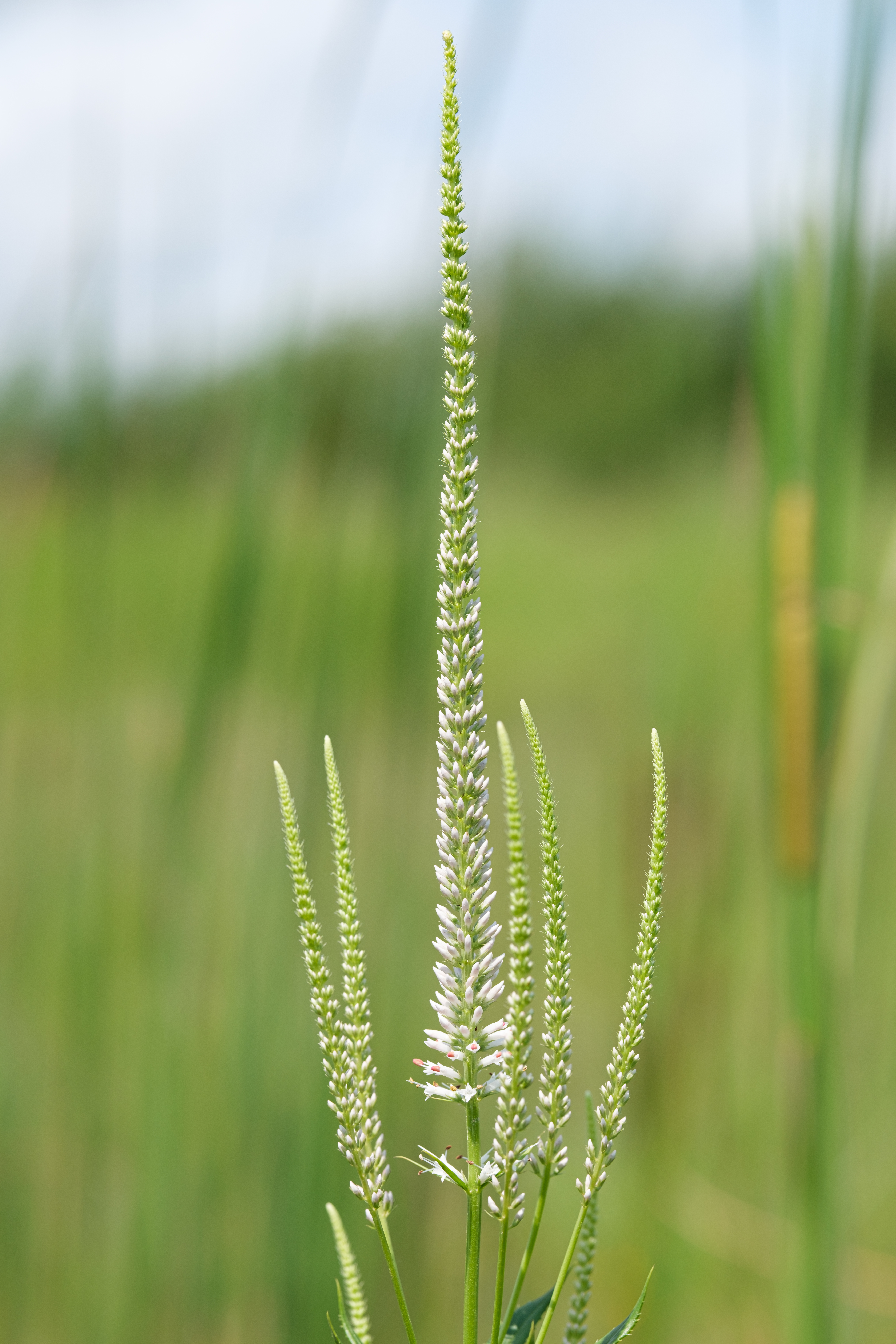 Culvers Root (Veronicastrum virginicum) displaying tall white flower spikes above whorled leaves in prairie habitat