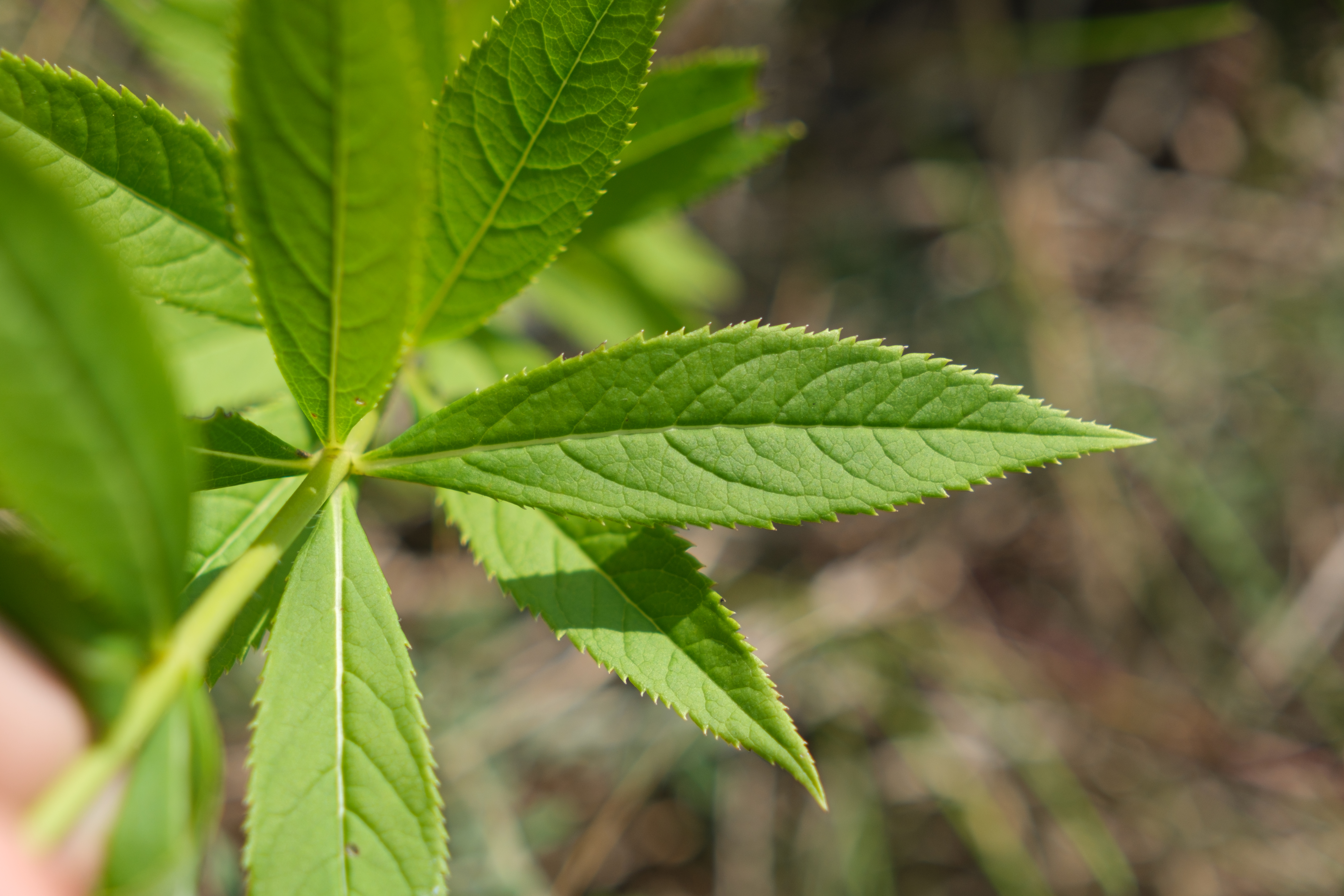 Culvers Root (Veronicastrum virginicum) whorled leaves displaying the characteristic arrangement around the stem